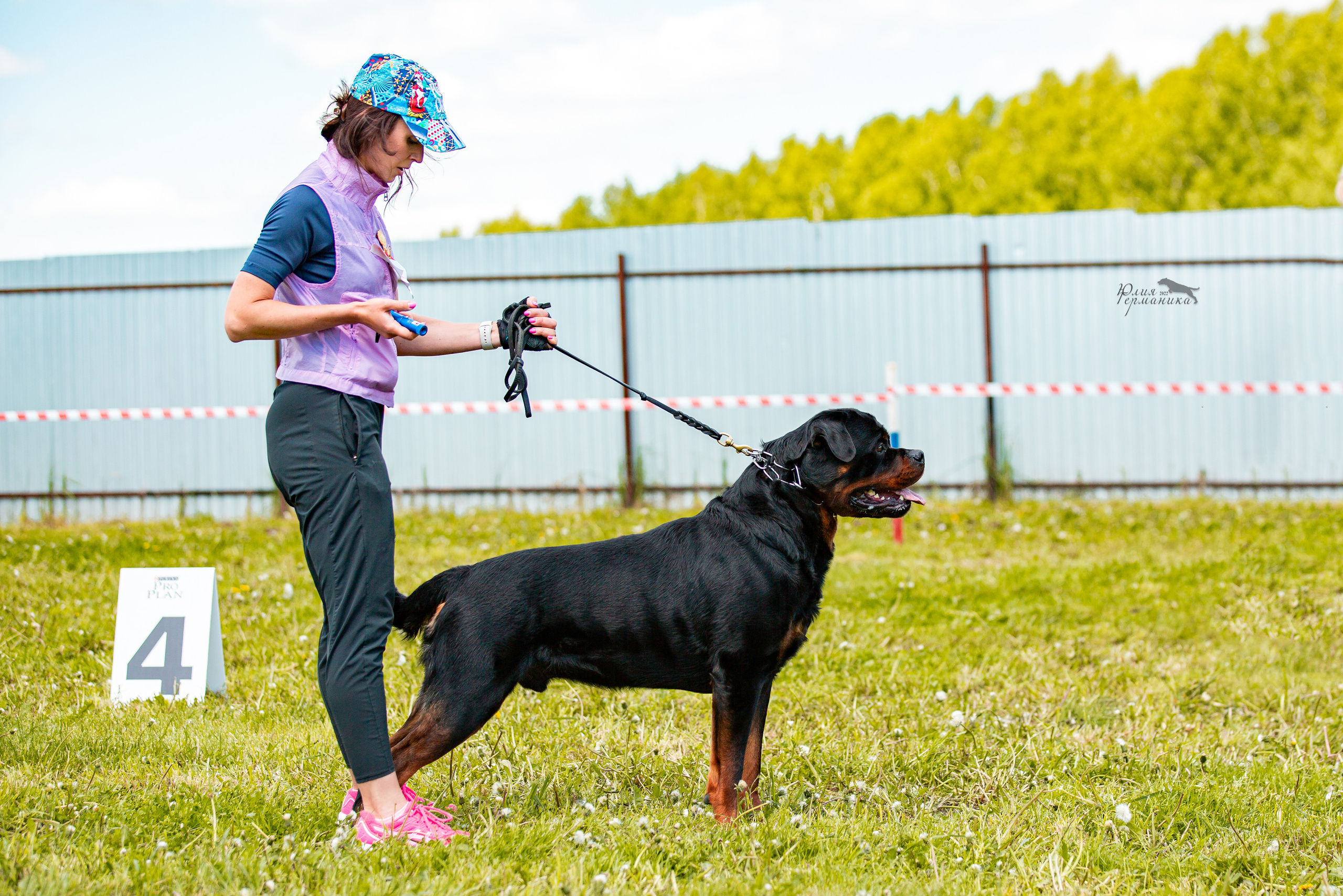 Нижний Новгород моно ротвейлеров 4 июня 2022. Фотограф-анималист Юлия Германика
