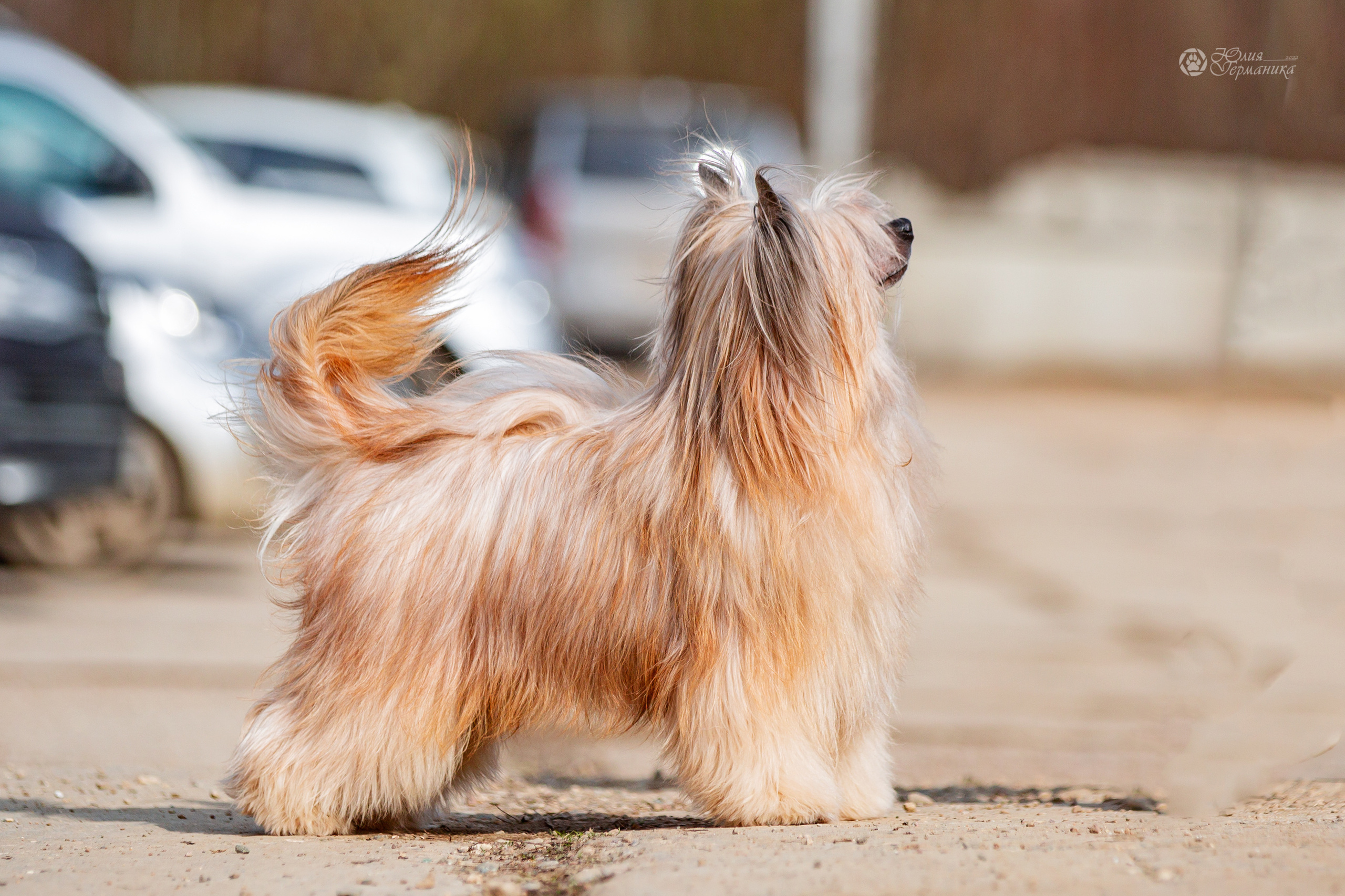 Сергиев Посад 23.04.2022. Фотограф-анималист Юлия Германика