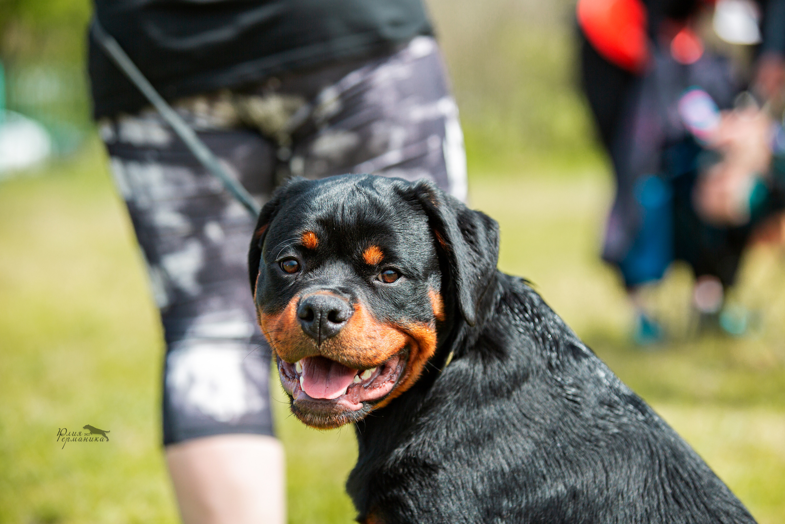 Воронеж моно ротвейлеров 28-29 мая 2022. Фотограф-анималист Юлия Германика