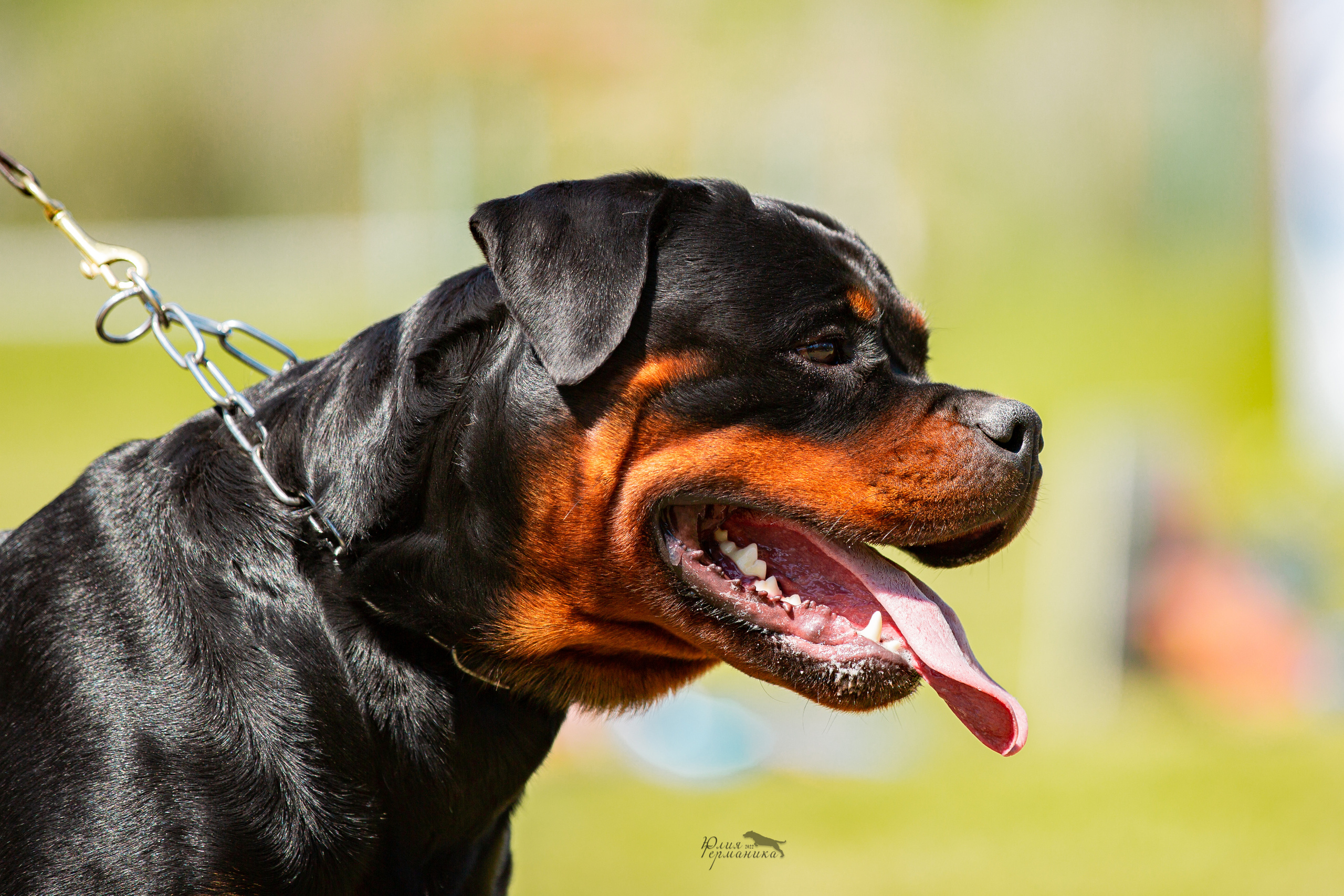 Воронеж моно ротвейлеров 28-29 мая 2022. Фотограф-анималист Юлия Германика