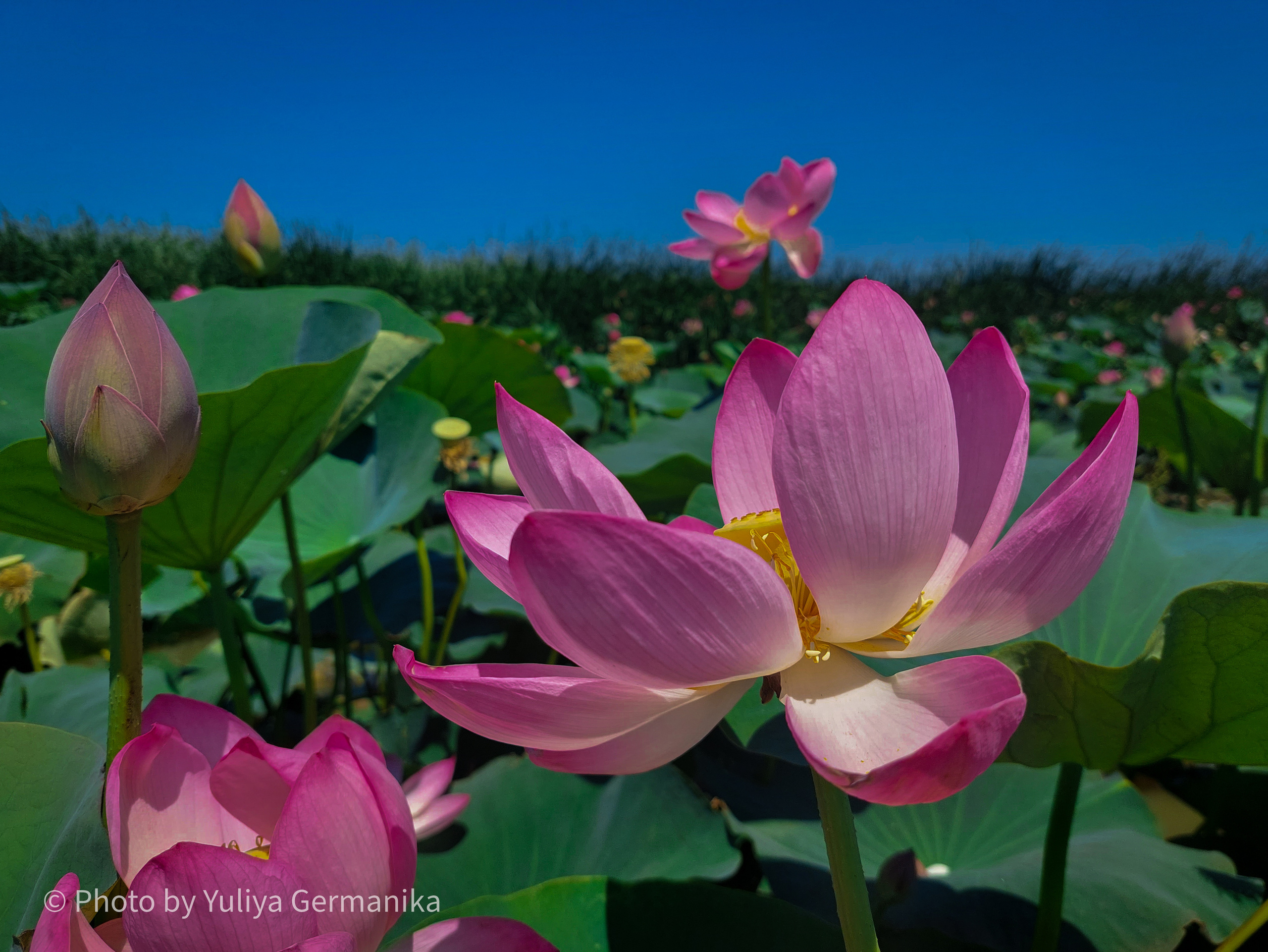 Разные фото на телефон.Города,природа. Фотограф-анималист Юлия Германика
