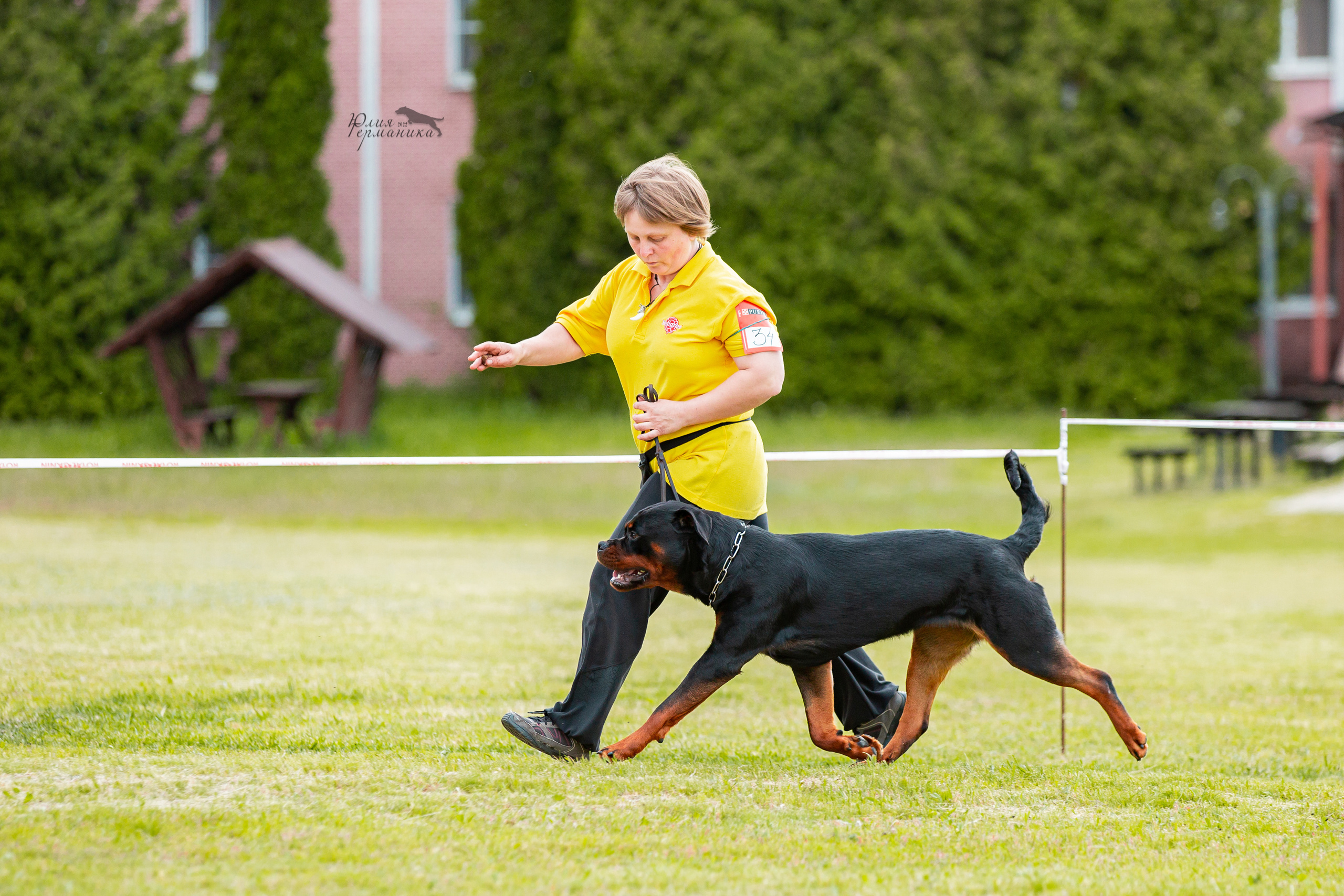Воронеж моно ротвейлеров 28-29 мая 2022. Фотограф-анималист Юлия Германика