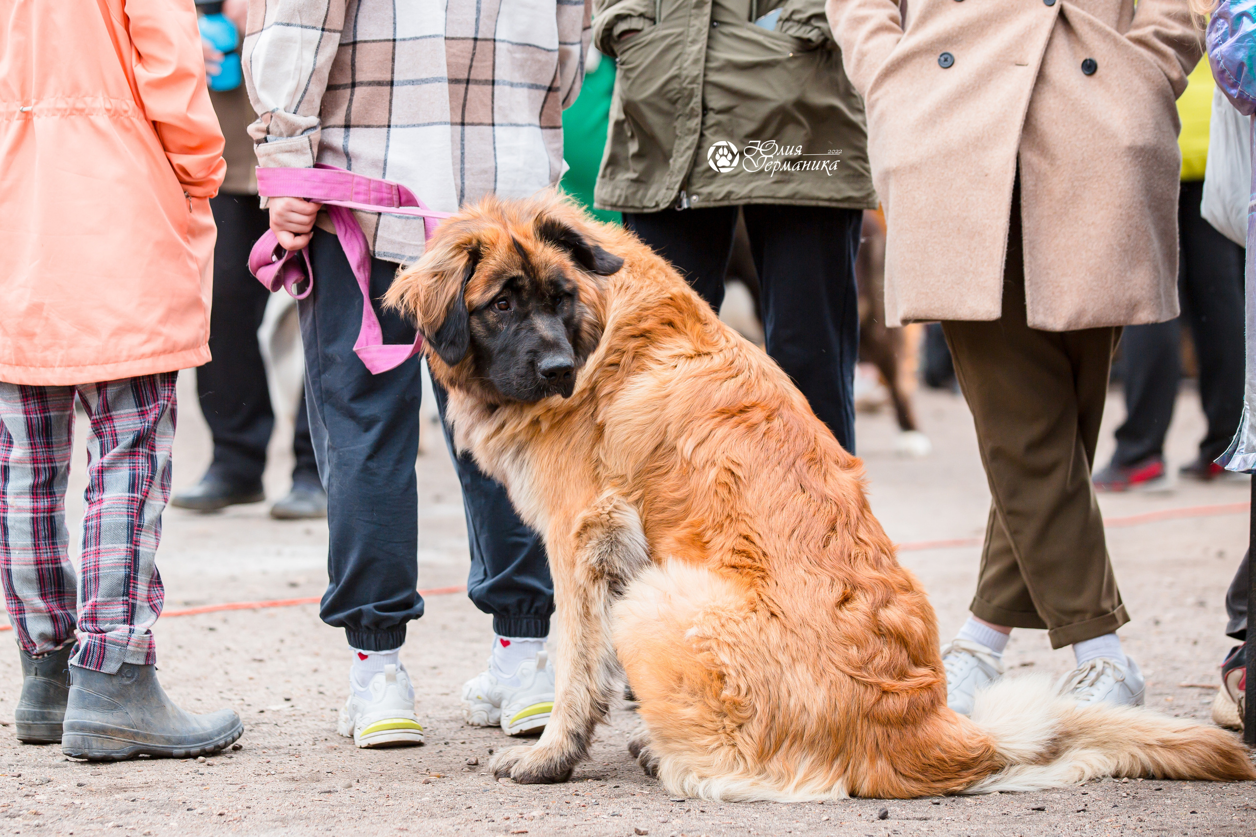 Александров 2хСАС 8 мая 2022. Фотограф-анималист Юлия Германика