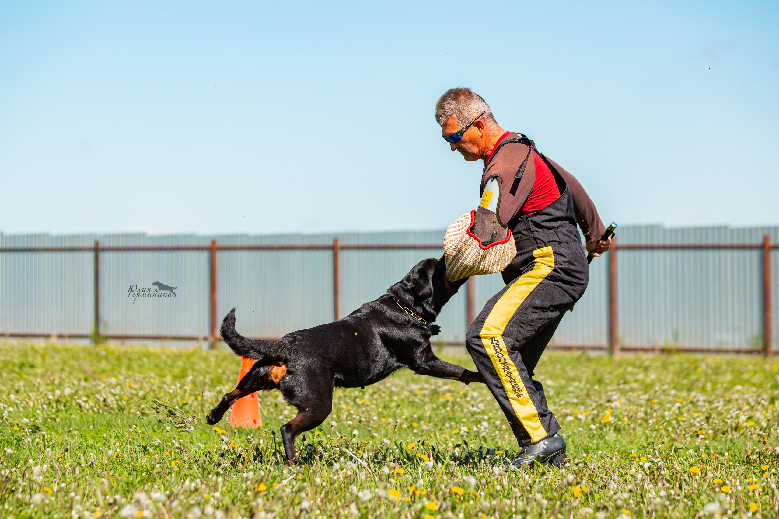 Нижний Новгород моно ротвейлеров 4 июня 2022. Фотограф-анималист Юлия Германика