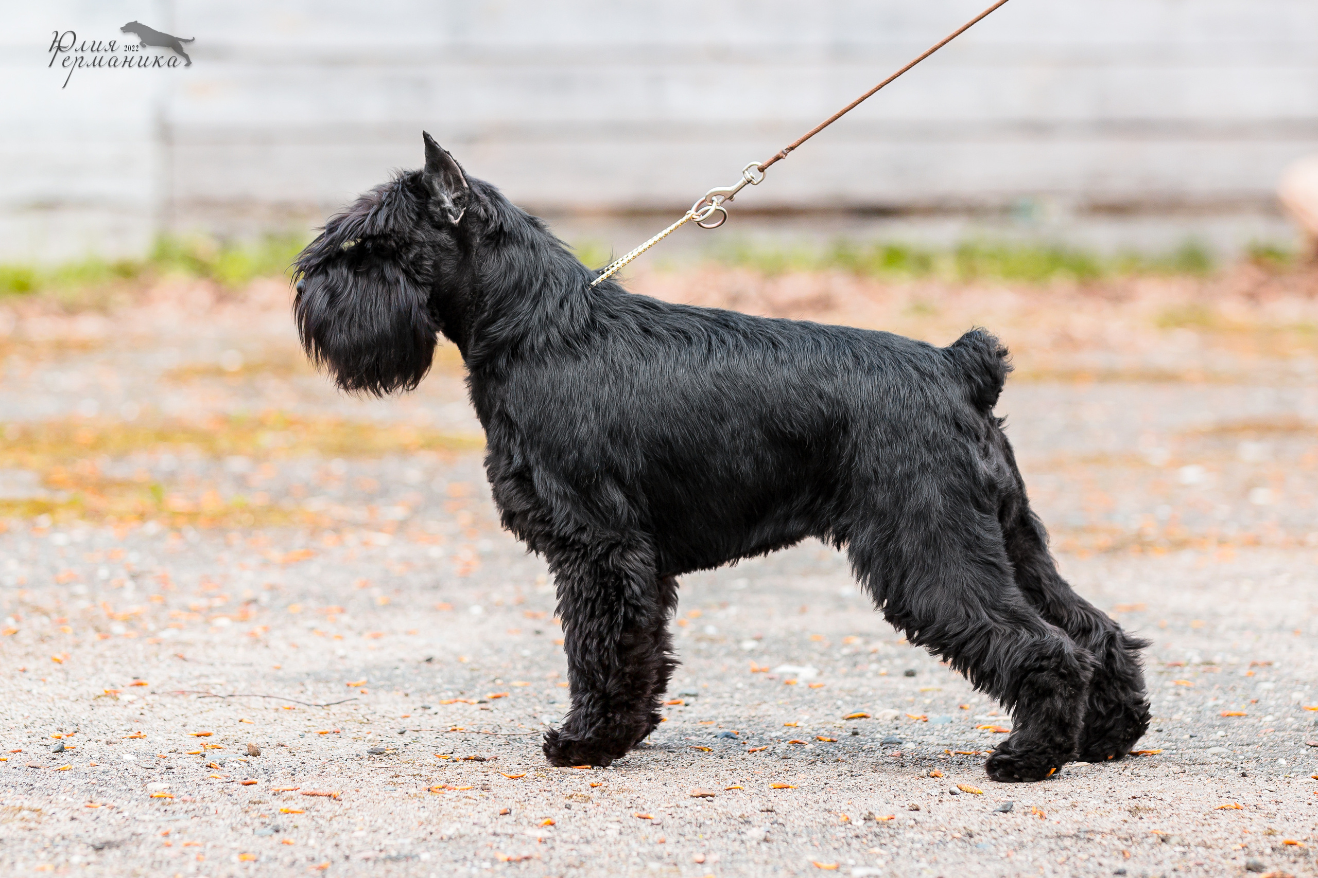 Александров 2хСАС 8 мая 2022. Фотограф-анималист Юлия Германика