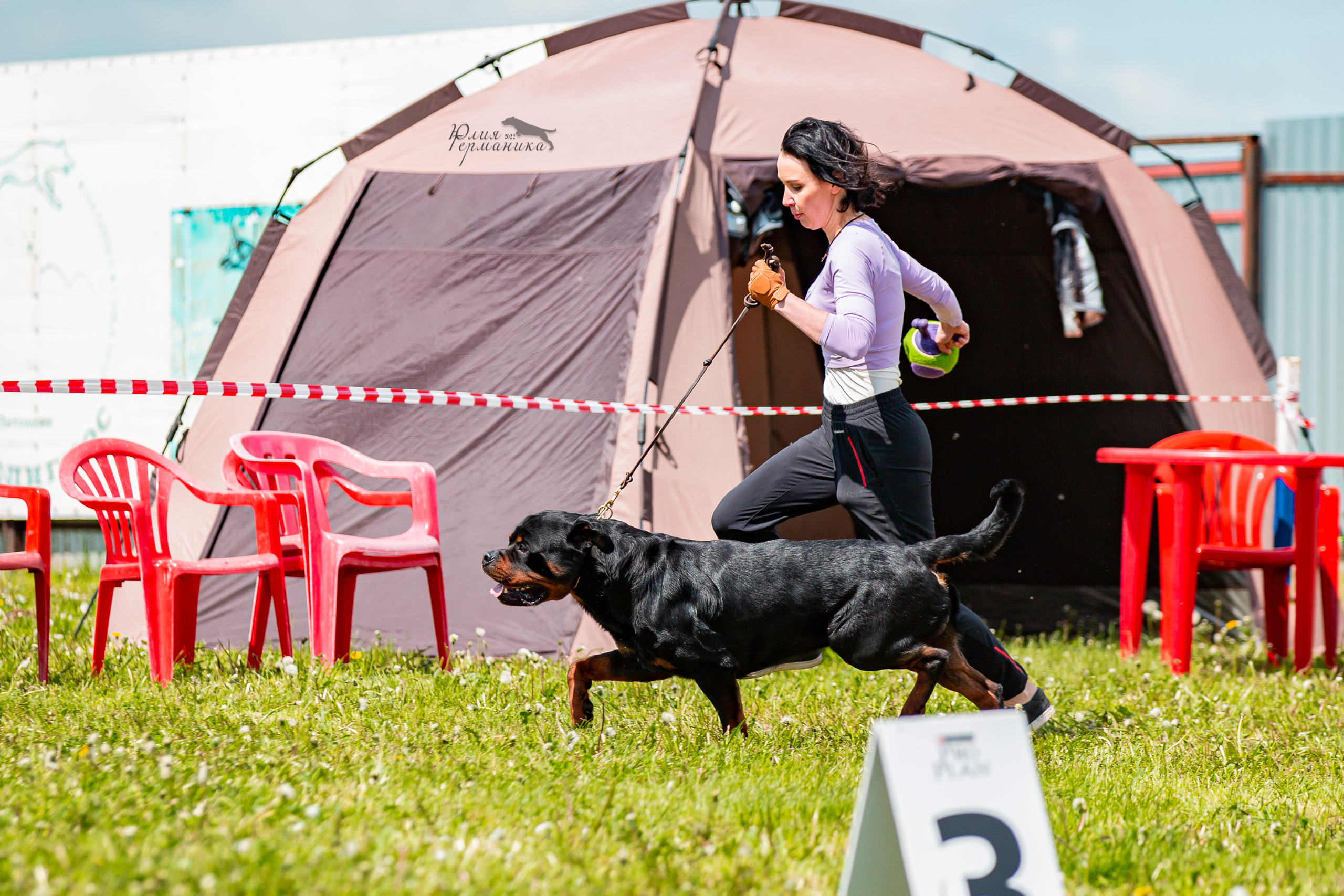 Нижний Новгород моно ротвейлеров 4 июня 2022. Фотограф-анималист Юлия Германика