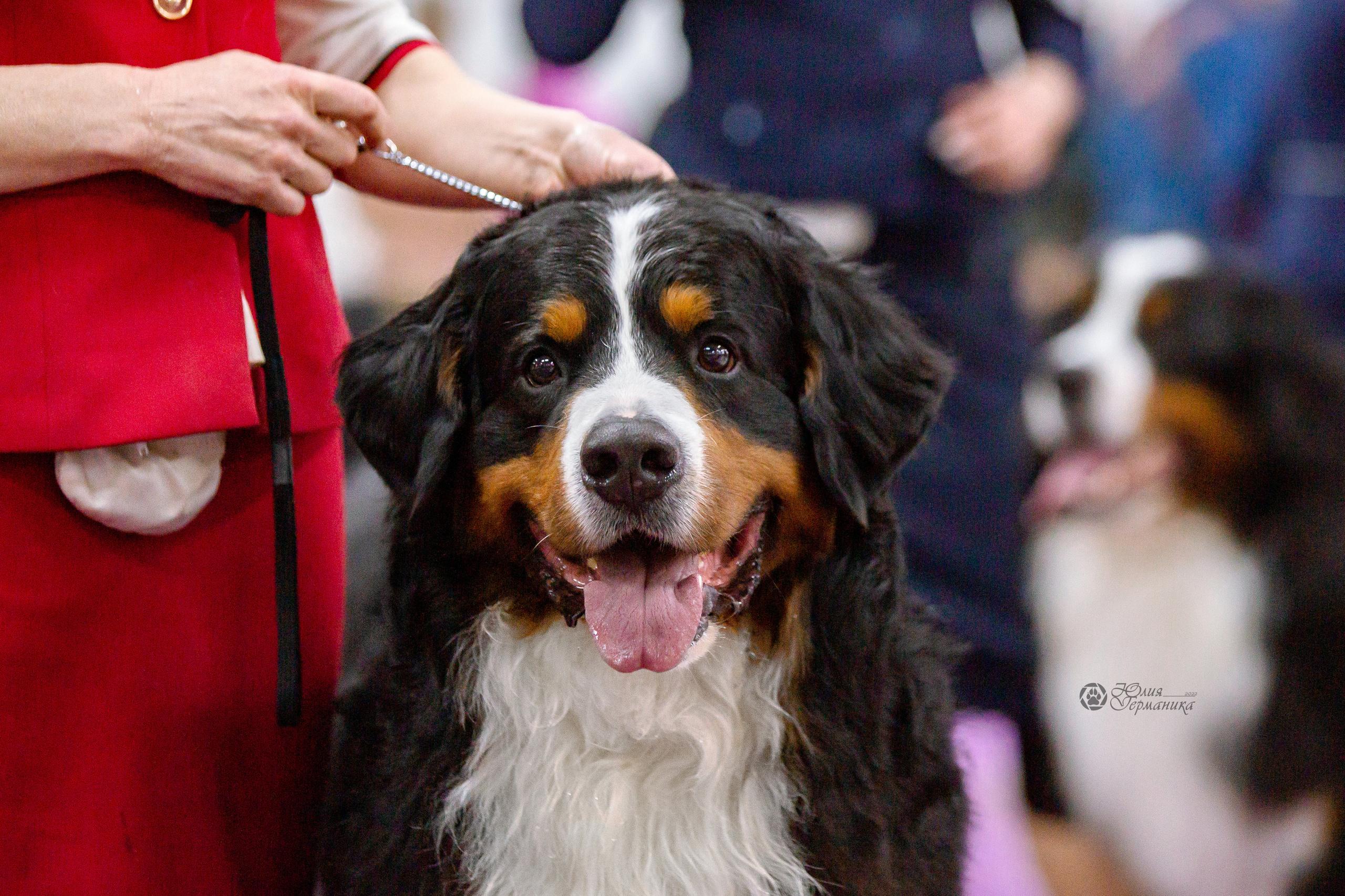 Чайна-Таун 16-17 апреля 2022. Фотограф-анималист Юлия Германика