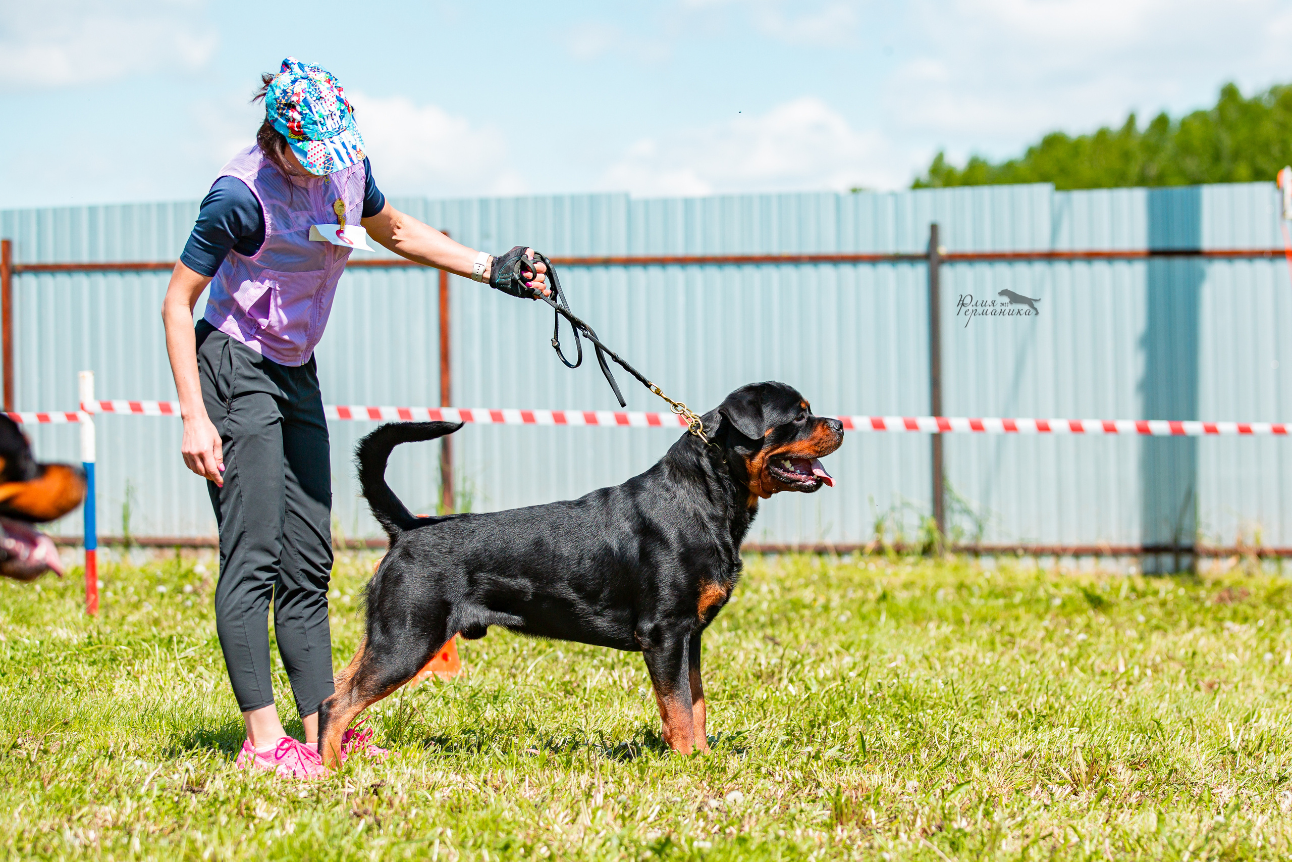 Нижний Новгород моно ротвейлеров 4 июня 2022. Фотограф-анималист Юлия Германика
