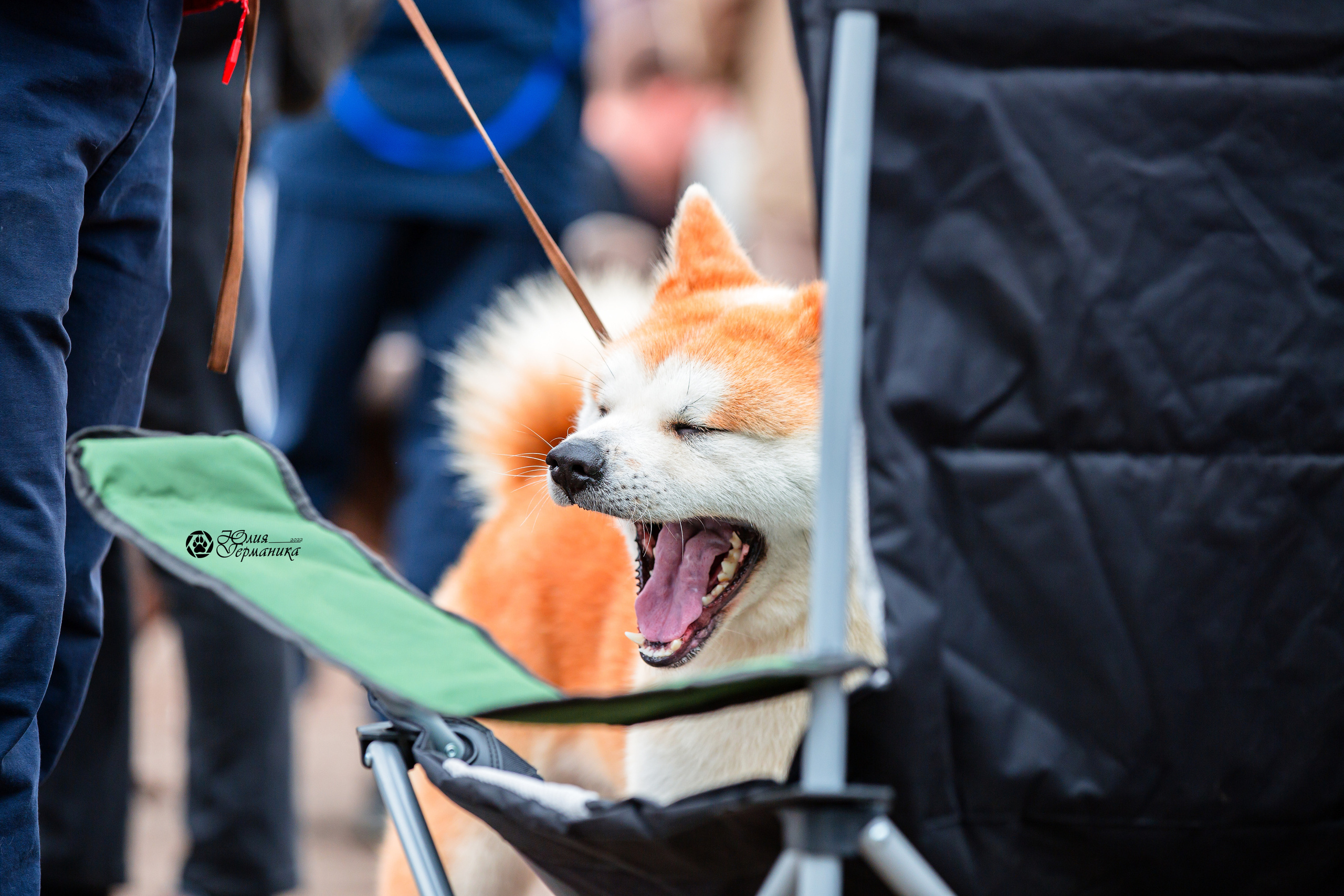 Александров 2хСАС 8 мая 2022. Фотограф-анималист Юлия Германика