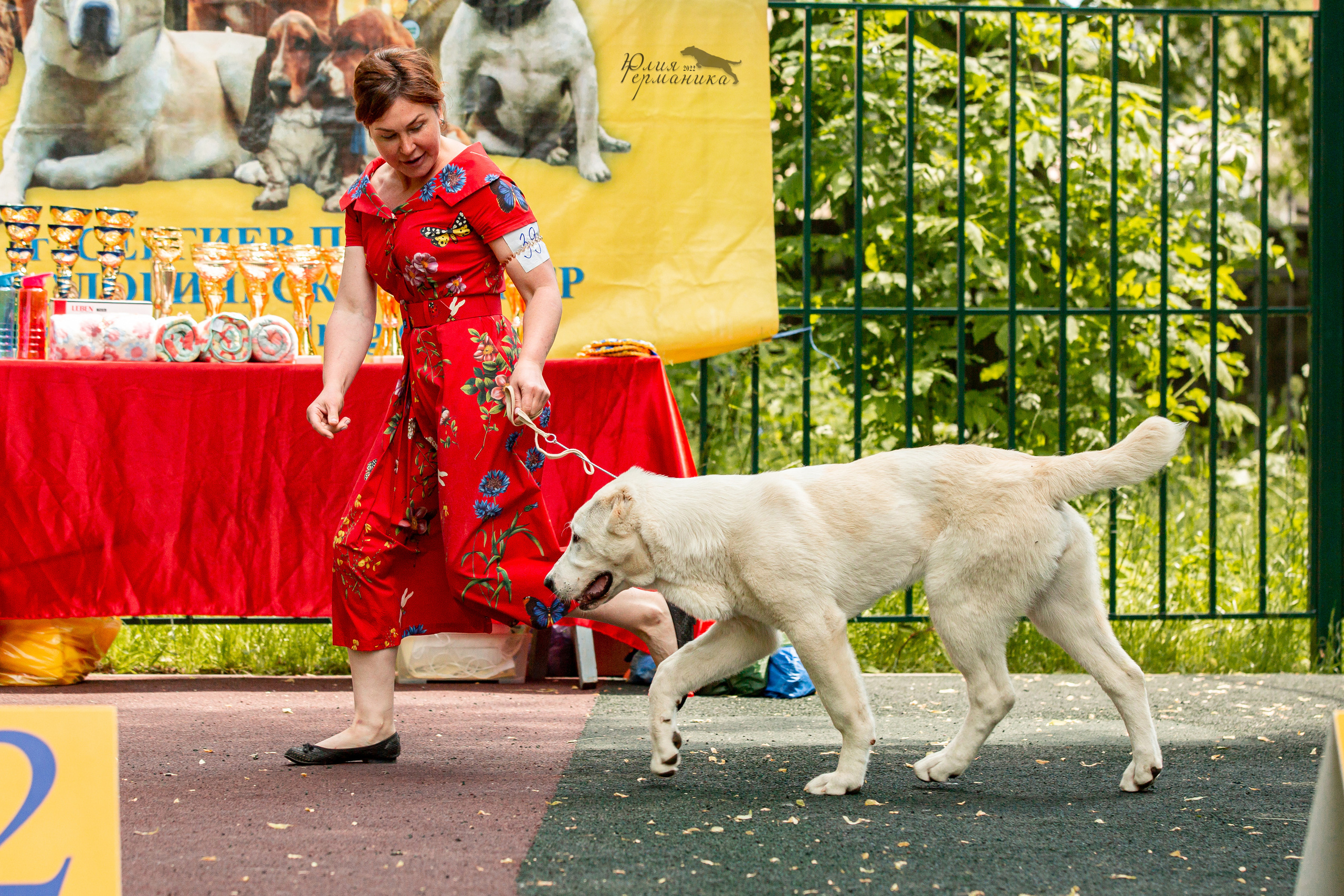 Сергиев Посад 2хСАС 25.06.2022. Фотограф-анималист Юлия Германика