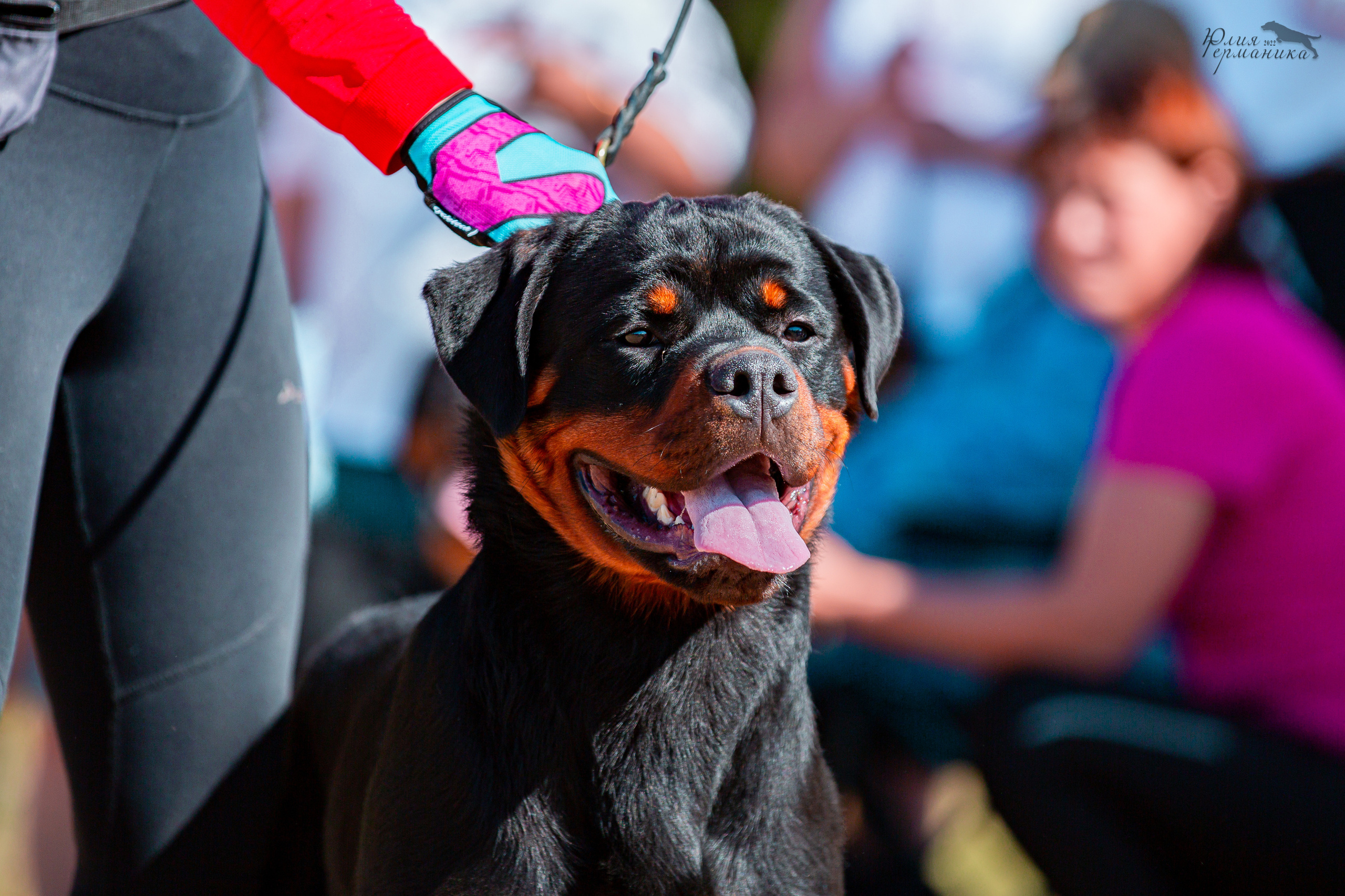 Тверь моно ротвейлеров 2-3.07.2022. Фотограф-анималист Юлия Германика