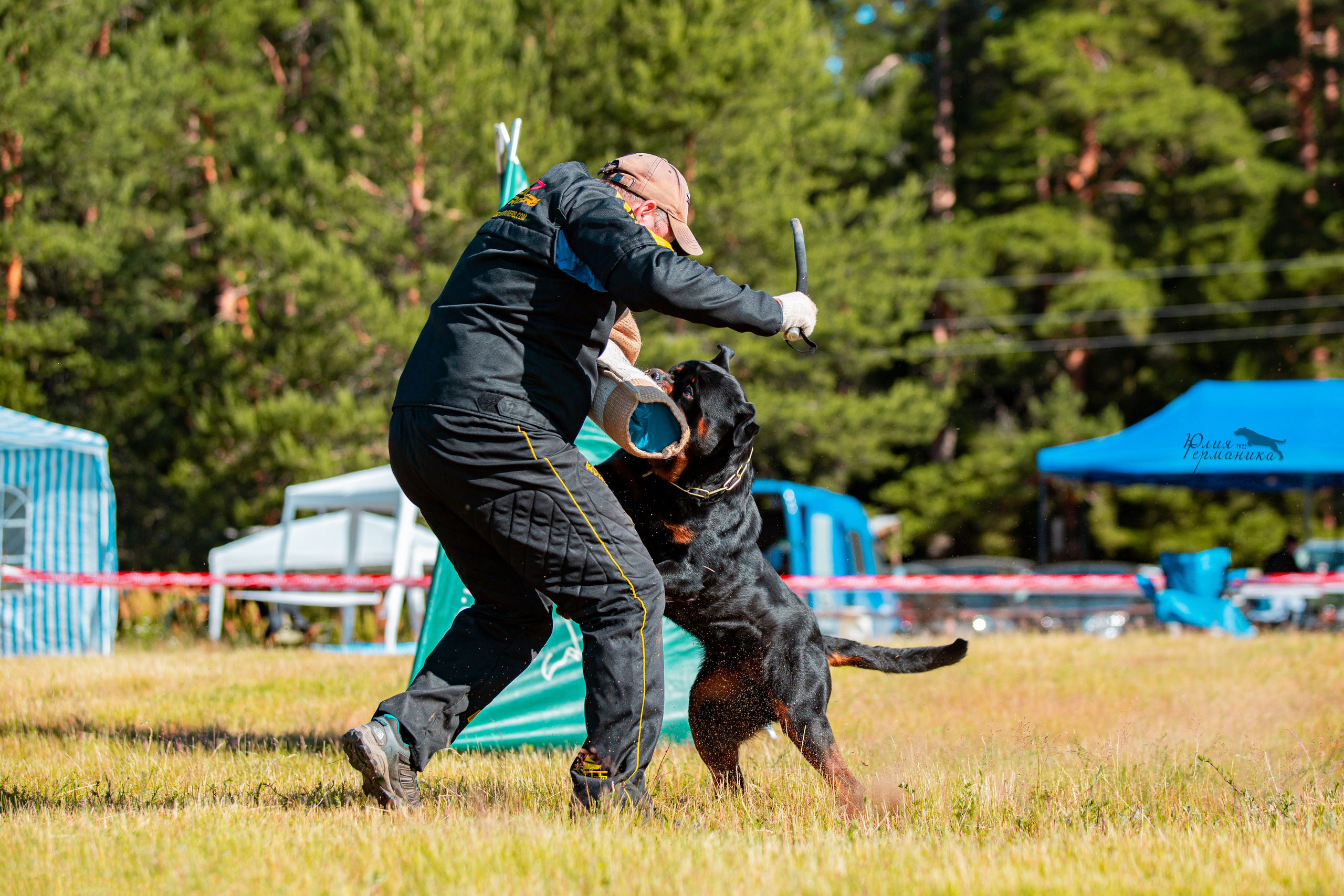 Тверь моно ротвейлеров 2-3.07.2022. Фотограф-анималист Юлия Германика