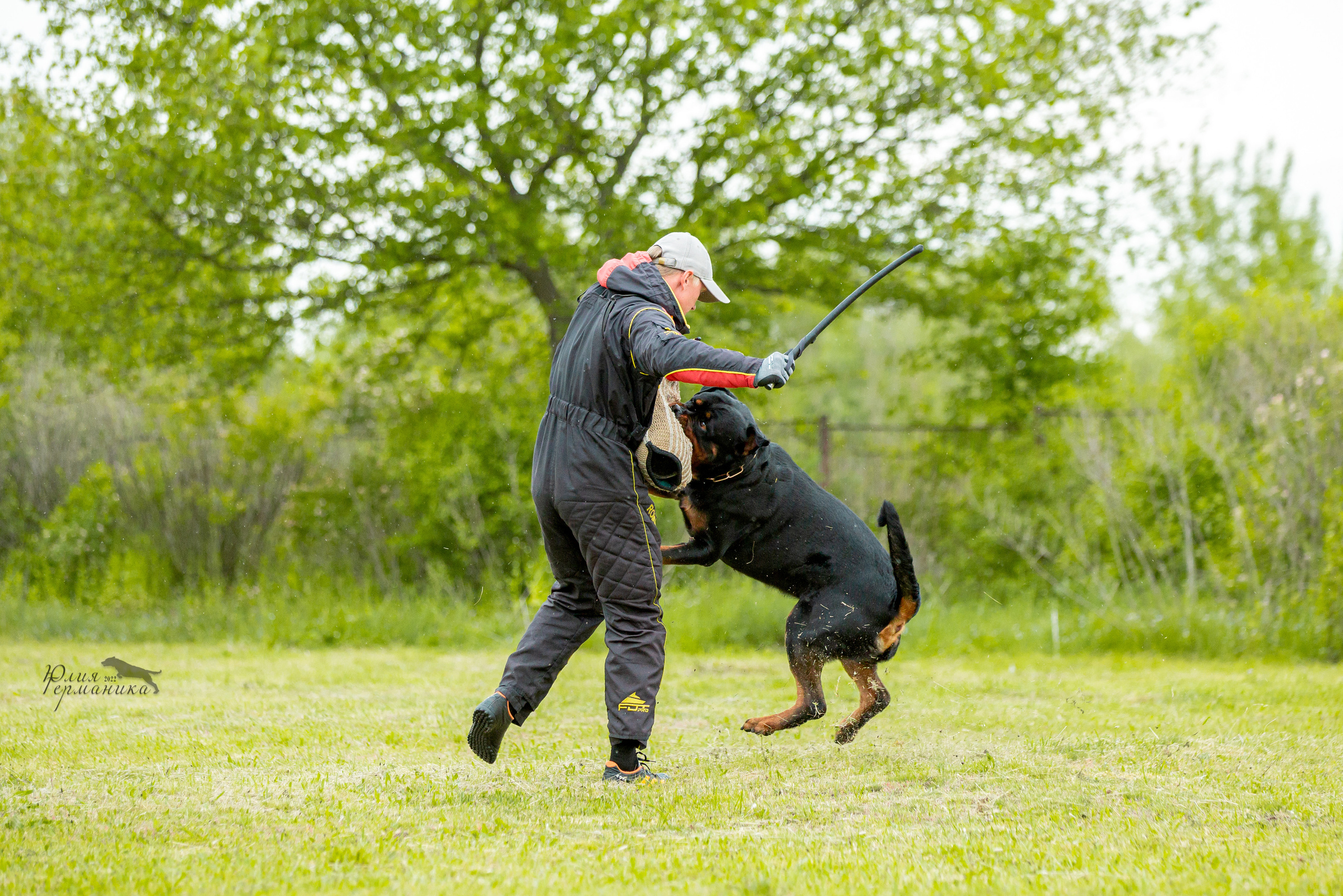 Воронеж моно ротвейлеров 28-29 мая 2022. Фотограф-анималист Юлия Германика
