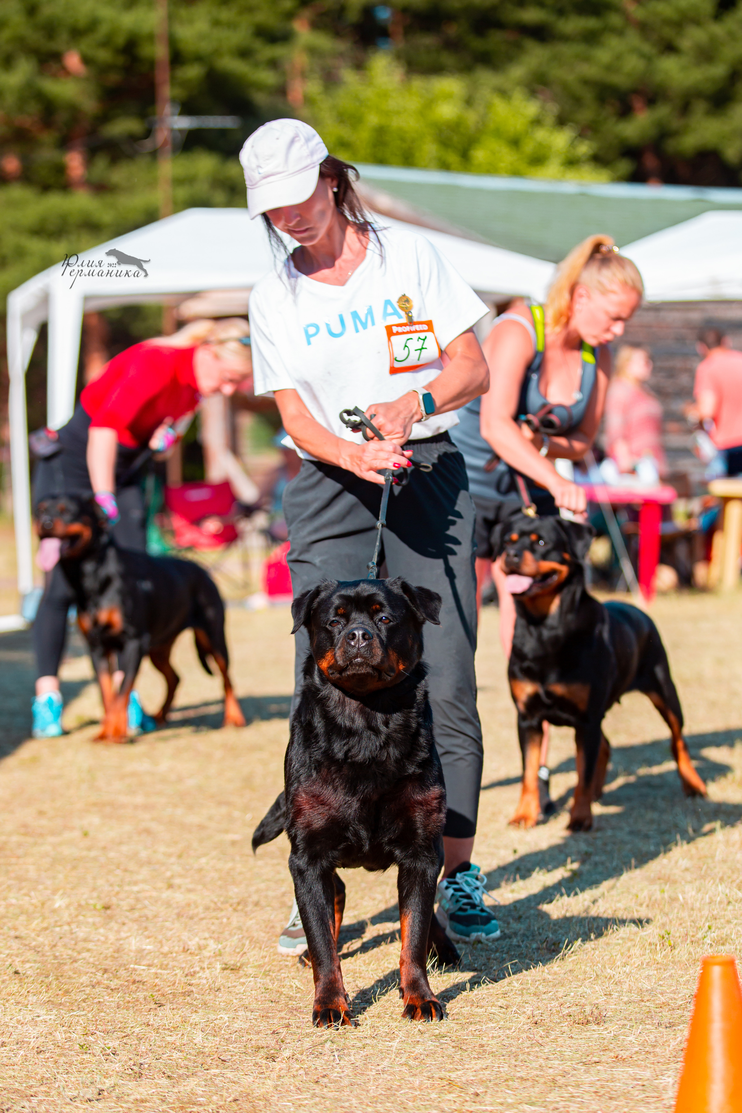 Тверь моно ротвейлеров 2-3.07.2022. Фотограф-анималист Юлия Германика