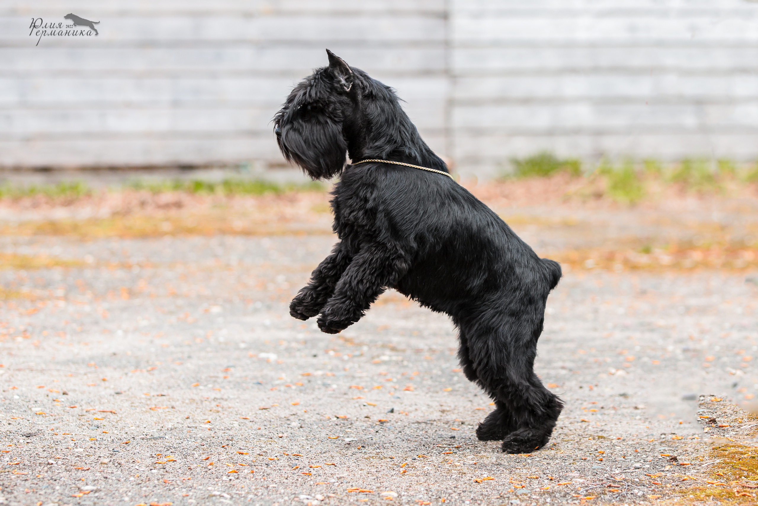 Александров 2хСАС 8 мая 2022. Фотограф-анималист Юлия Германика