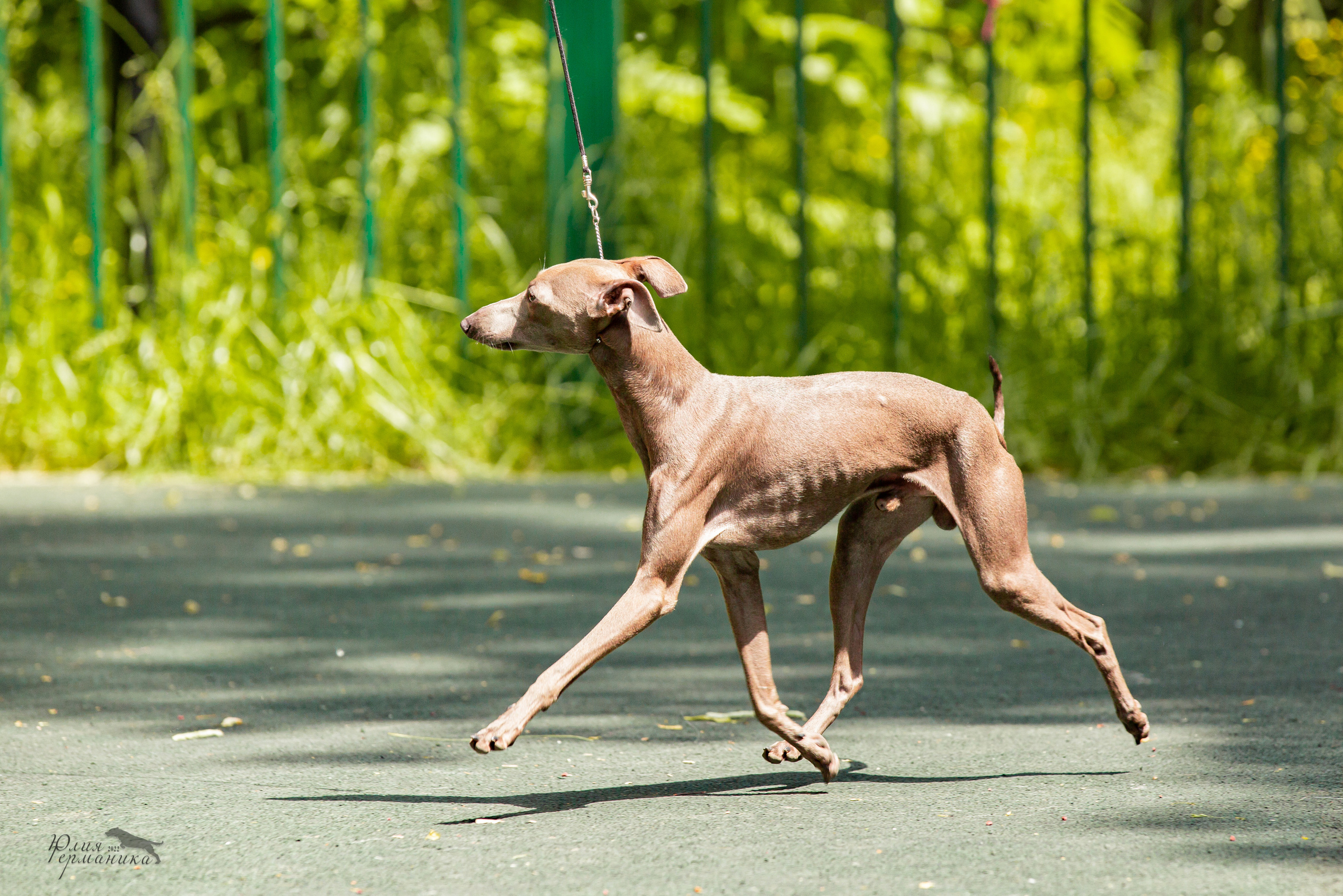 Сергиев Посад 2хСАС 25.06.2022. Фотограф-анималист Юлия Германика