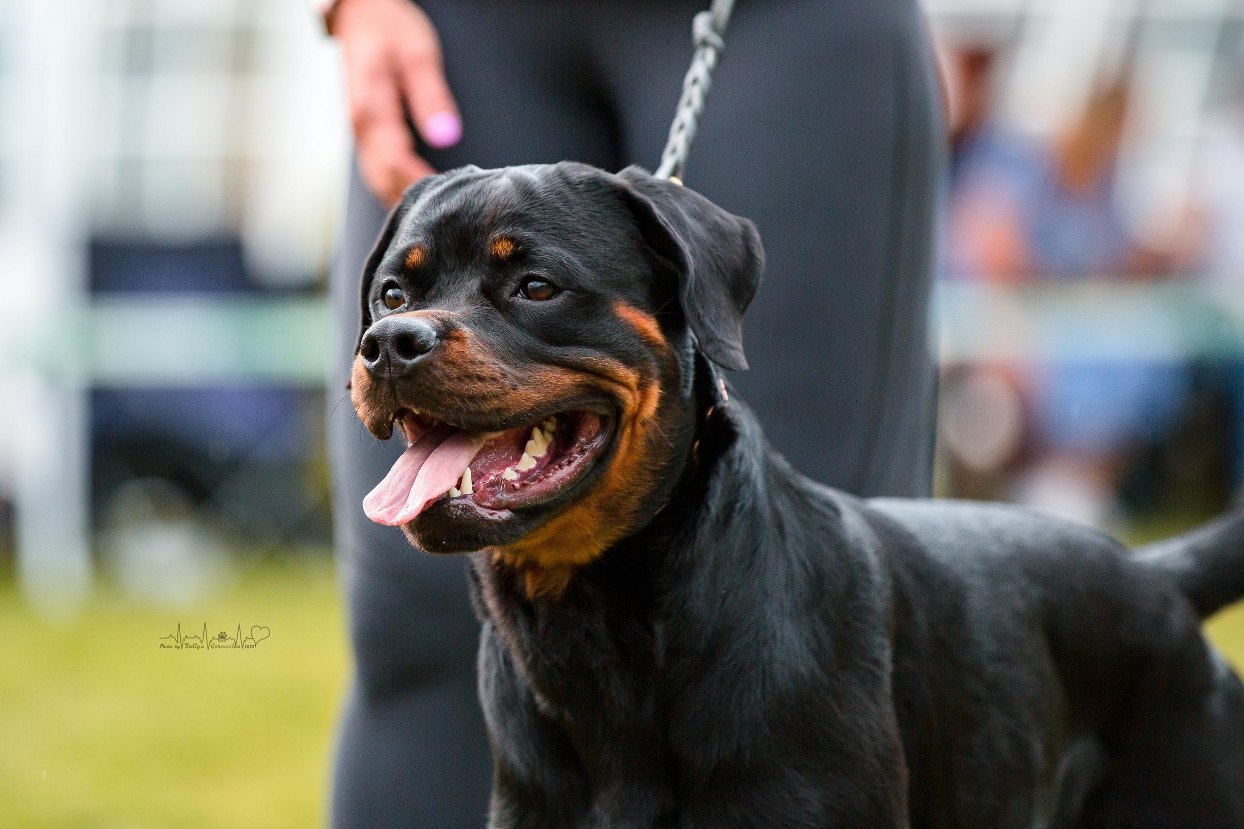 Санкт-Петербург моно ротвейлеров 23.07.2022. Фотограф-анималист Юлия Германика
