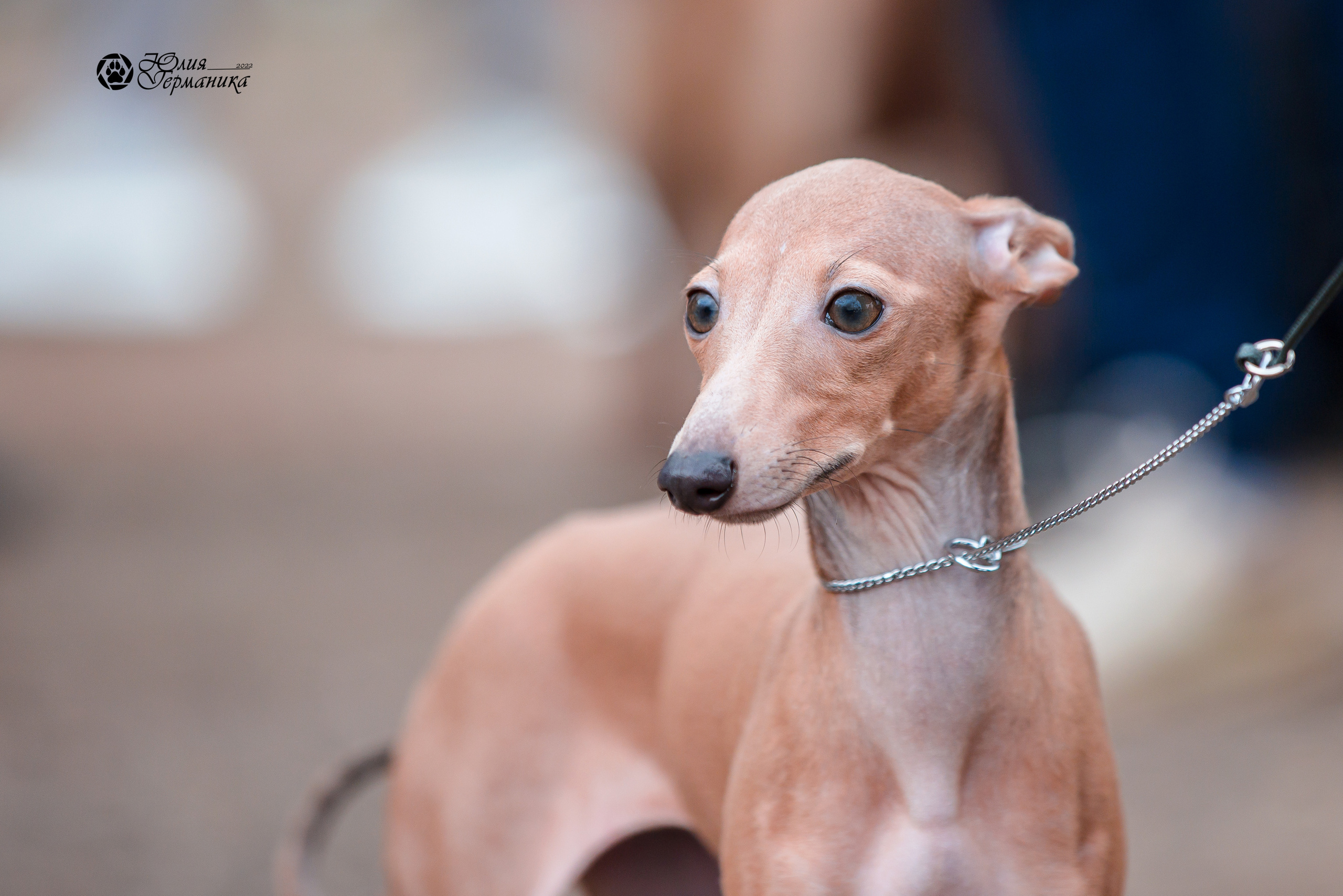 Александров 2хСАС 8 мая 2022. Фотограф-анималист Юлия Германика