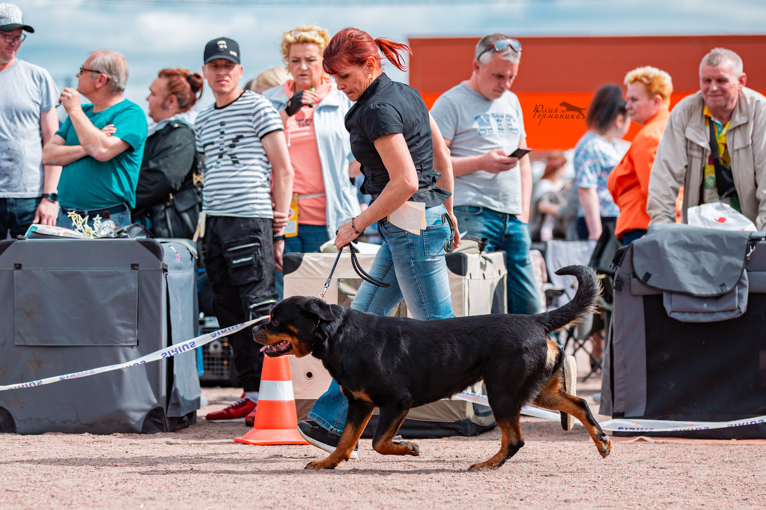 Смоленск 12.06,   Ховрино 13.06,    Питер 18.06 2022. Фотограф-анималист Юлия Германика