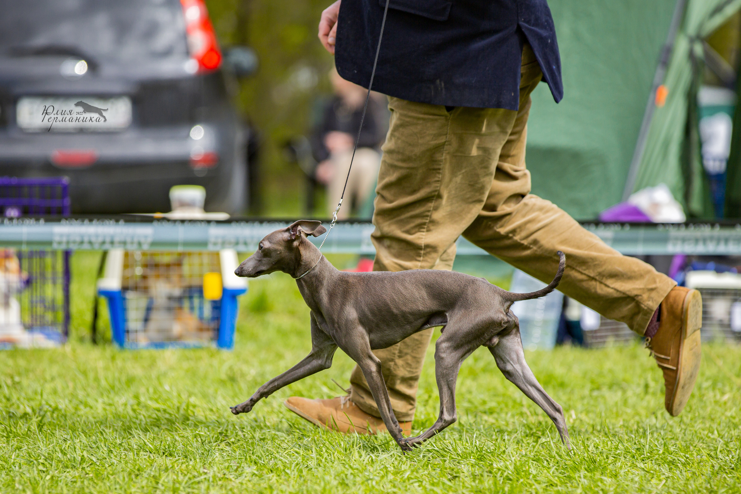 Пушкино 2хЧРКФ 14 мая 2022. Фотограф-анималист Юлия Германика