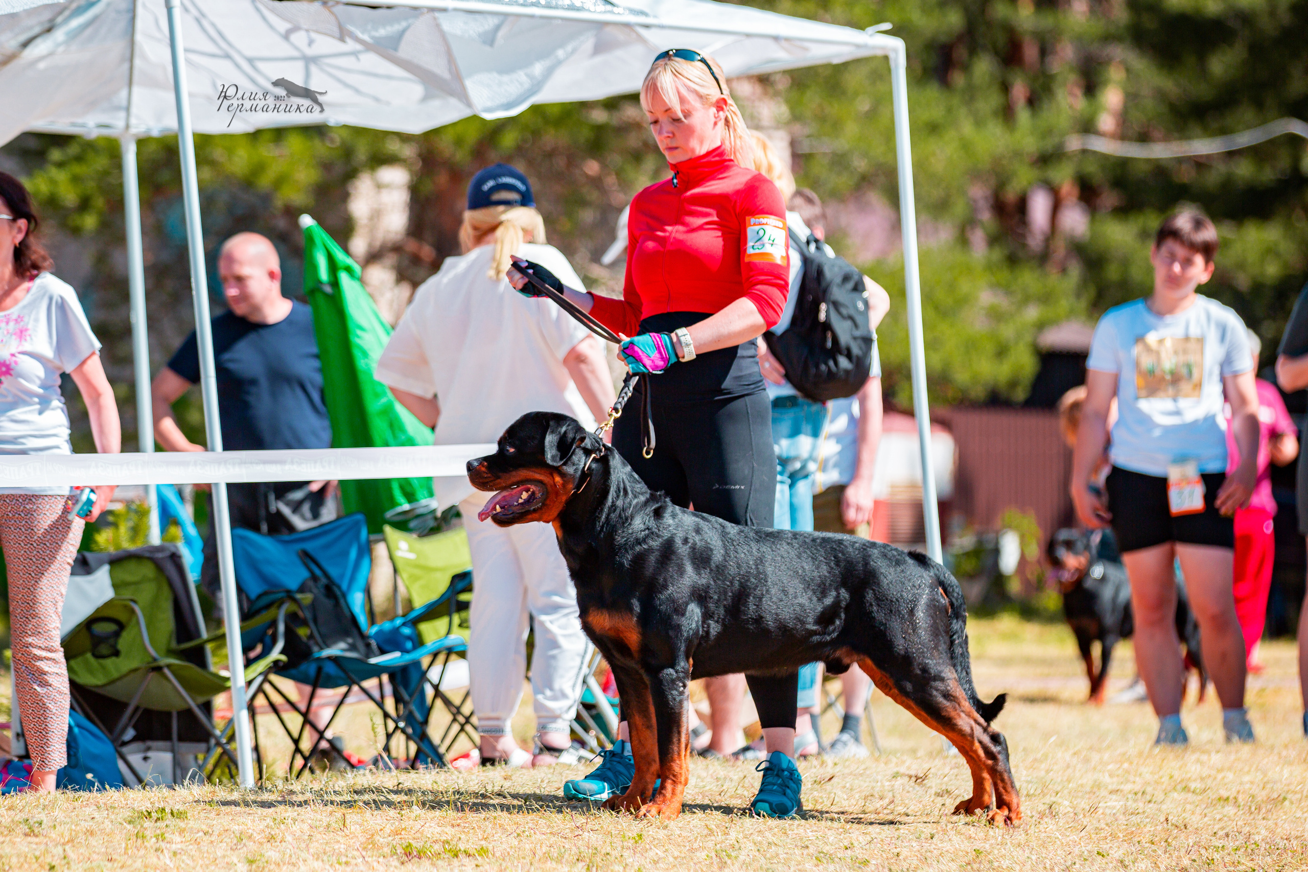 Тверь моно ротвейлеров 2-3.07.2022. Фотограф-анималист Юлия Германика