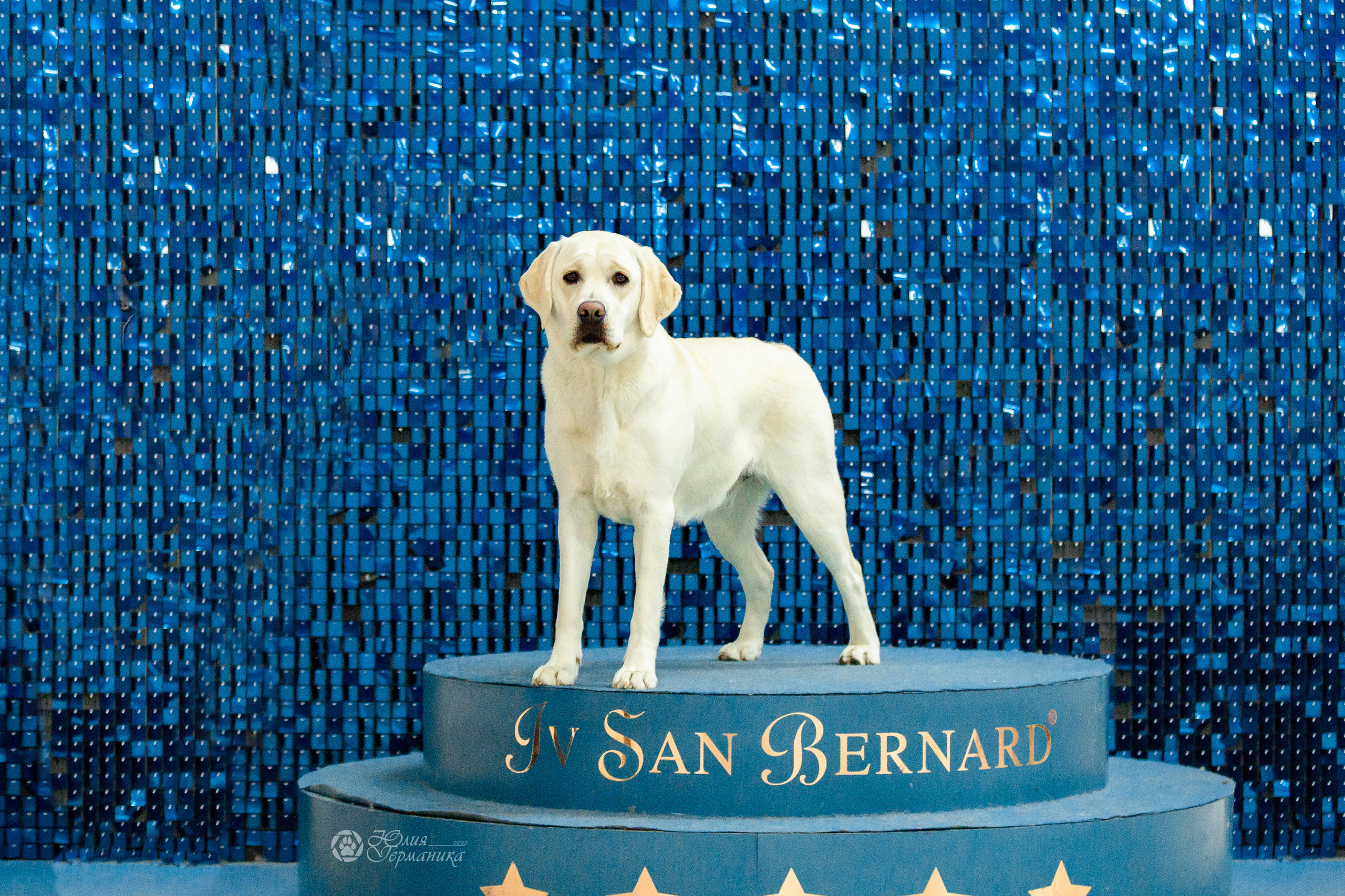 Чайна-Таун 16-17 апреля 2022. Фотограф-анималист Юлия Германика