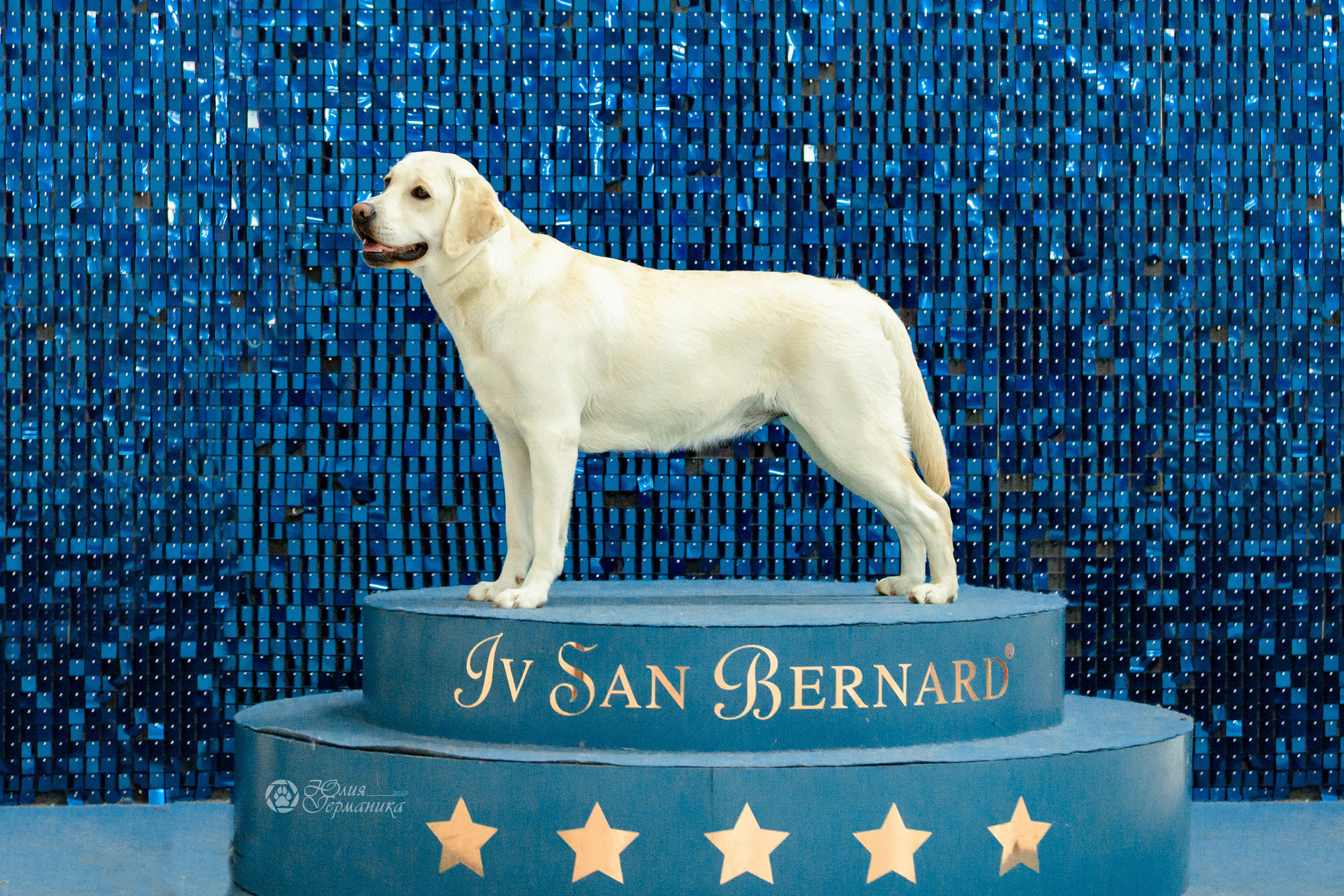 Чайна-Таун 16-17 апреля 2022. Фотограф-анималист Юлия Германика