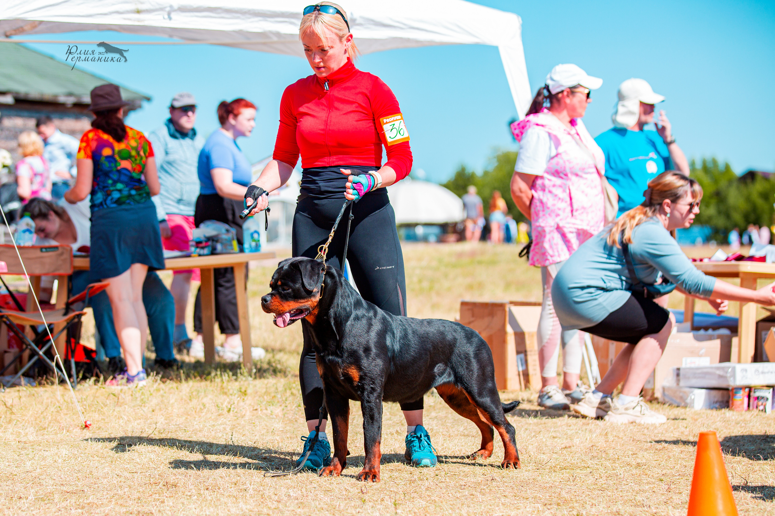 Тверь моно ротвейлеров 2-3.07.2022. Фотограф-анималист Юлия Германика