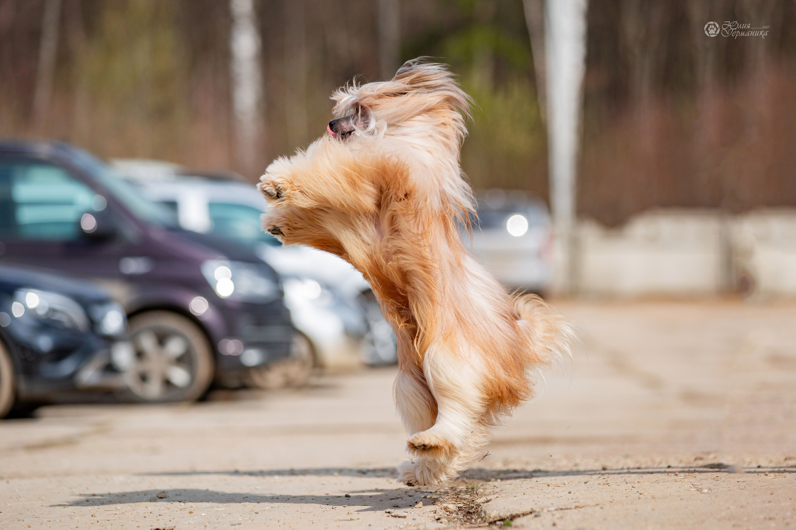 Сергиев Посад 23.04.2022. Фотограф-анималист Юлия Германика