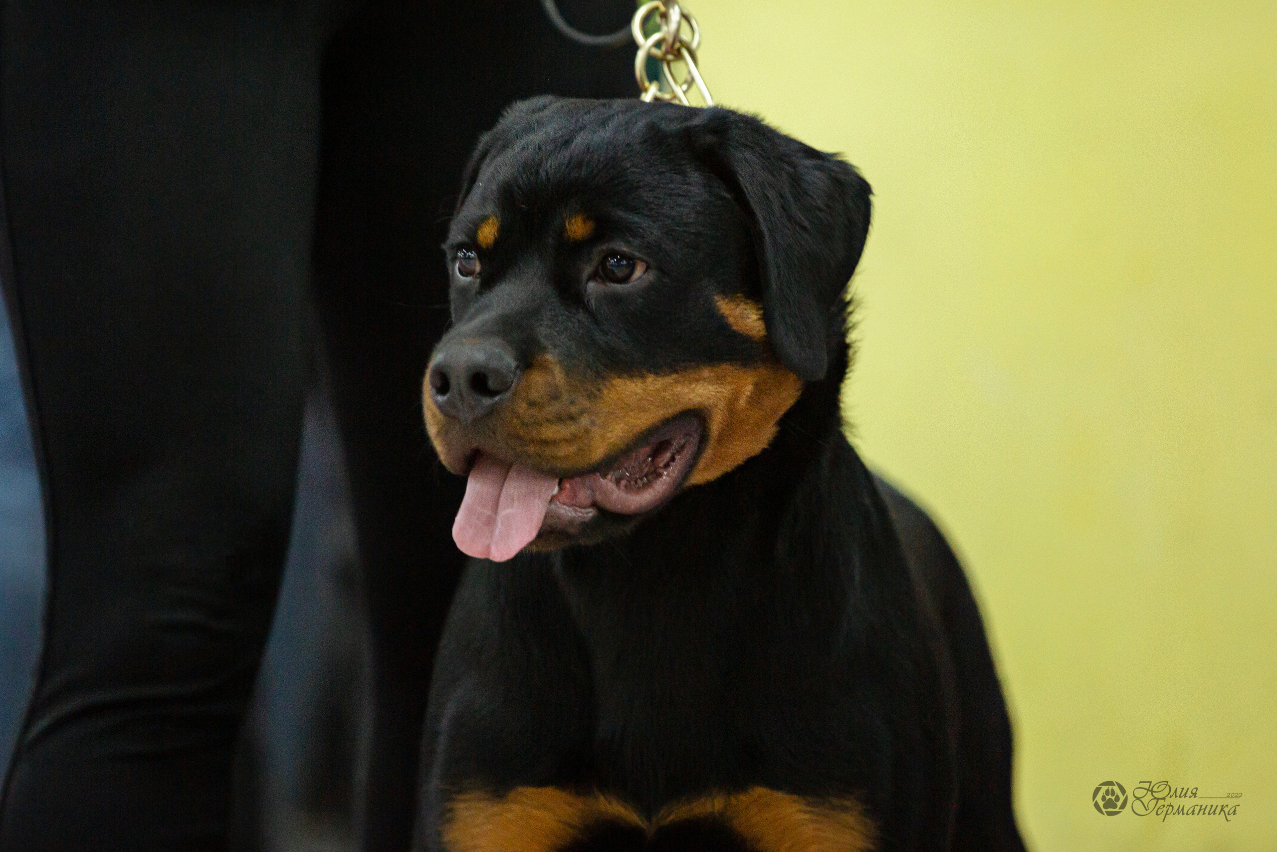 Чайна-Таун 16-17 апреля 2022. Фотограф-анималист Юлия Германика