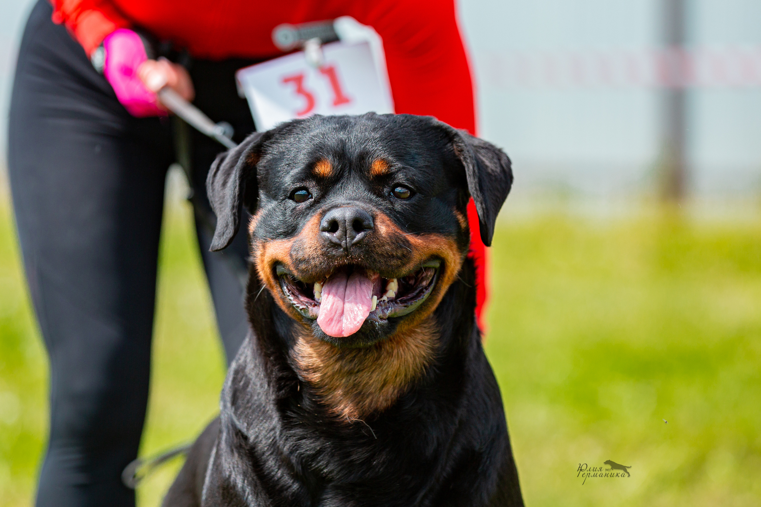 Нижний Новгород моно ротвейлеров 4 июня 2022. Фотограф-анималист Юлия Германика