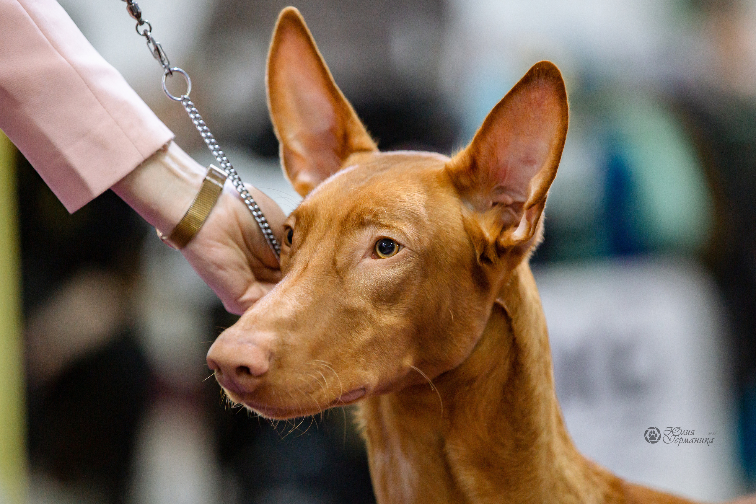 Чайна-Таун 16-17 апреля 2022. Фотограф-анималист Юлия Германика