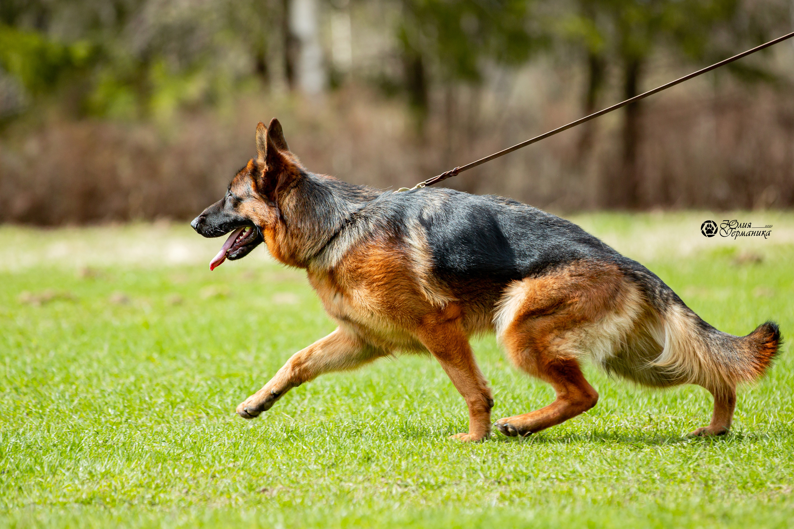 Свободная съемка. Фотограф-анималист Юлия Германика