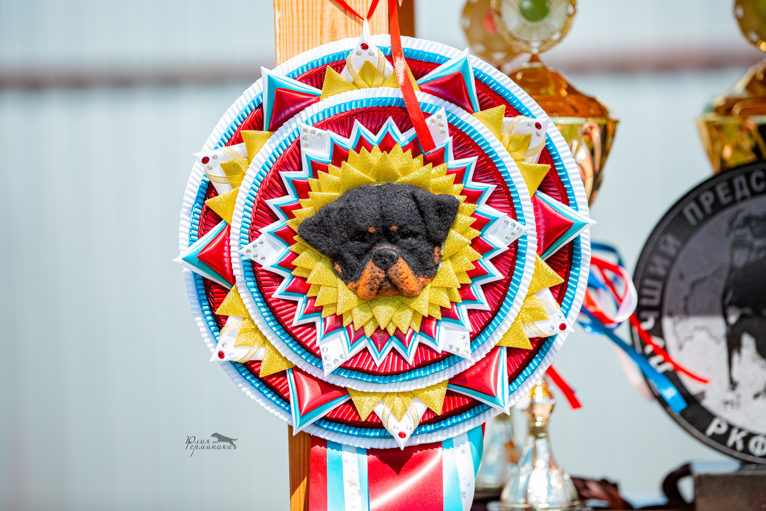 Нижний Новгород моно ротвейлеров 4 июня 2022. Фотограф-анималист Юлия Германика