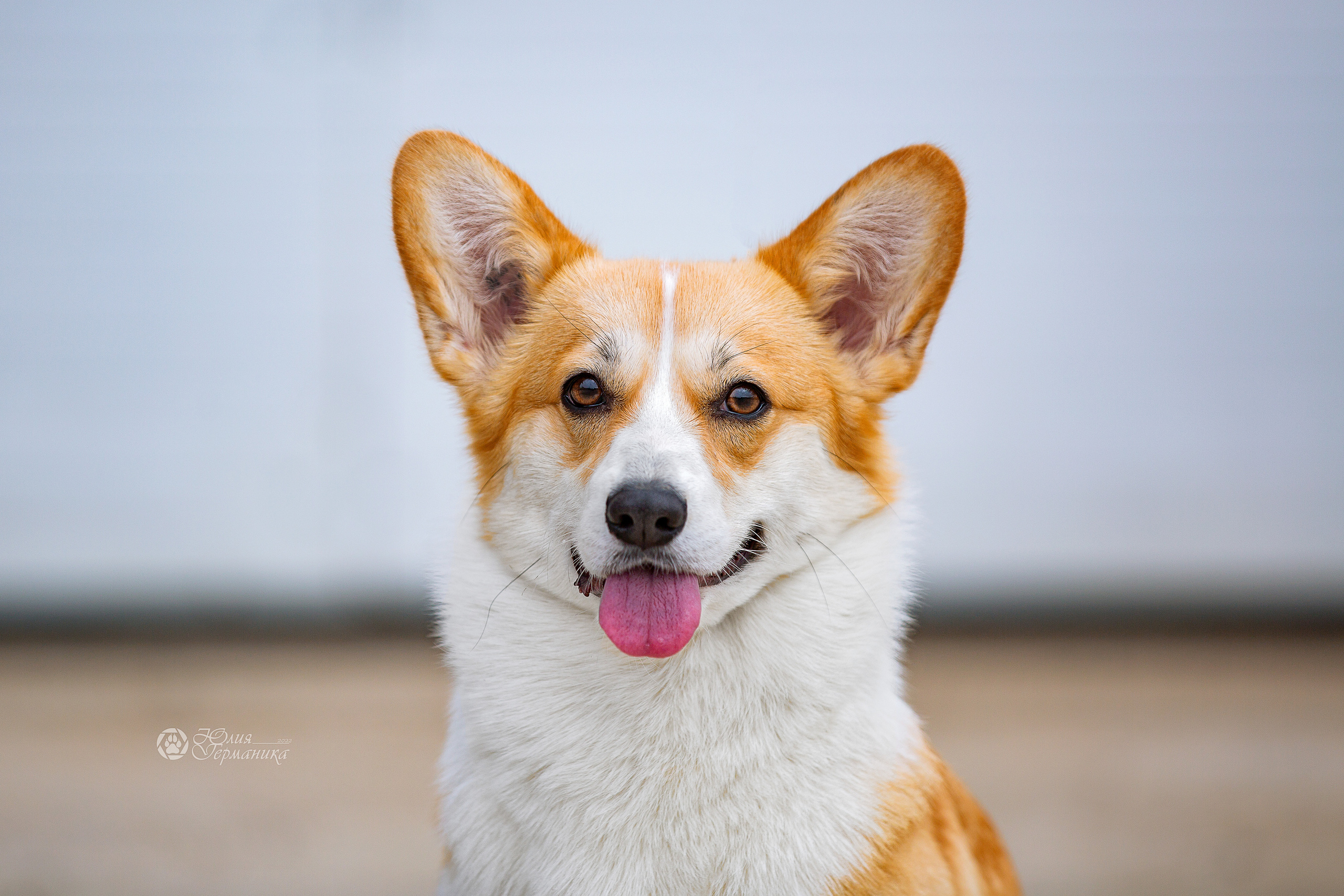 Сергиев Посад 23.04.2022. Фотограф-анималист Юлия Германика