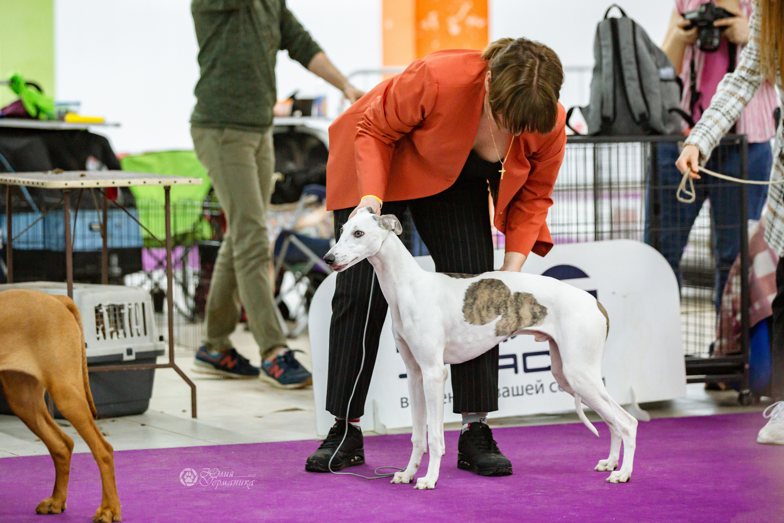 Чайна-Таун 16-17 апреля 2022. Фотограф-анималист Юлия Германика