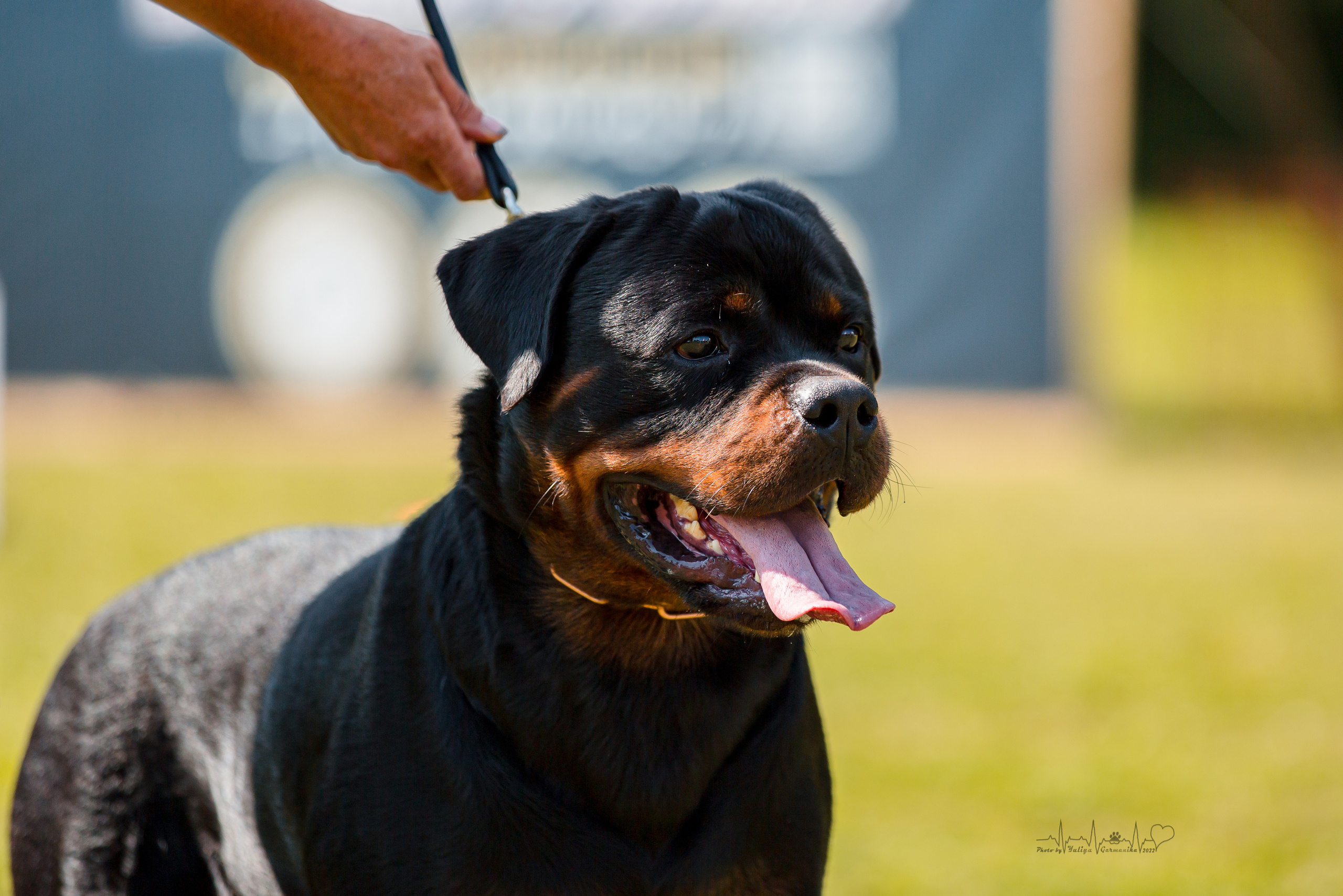 Санкт-Петербург моно ротвейлеров 23.07.2022. Фотограф-анималист Юлия Германика