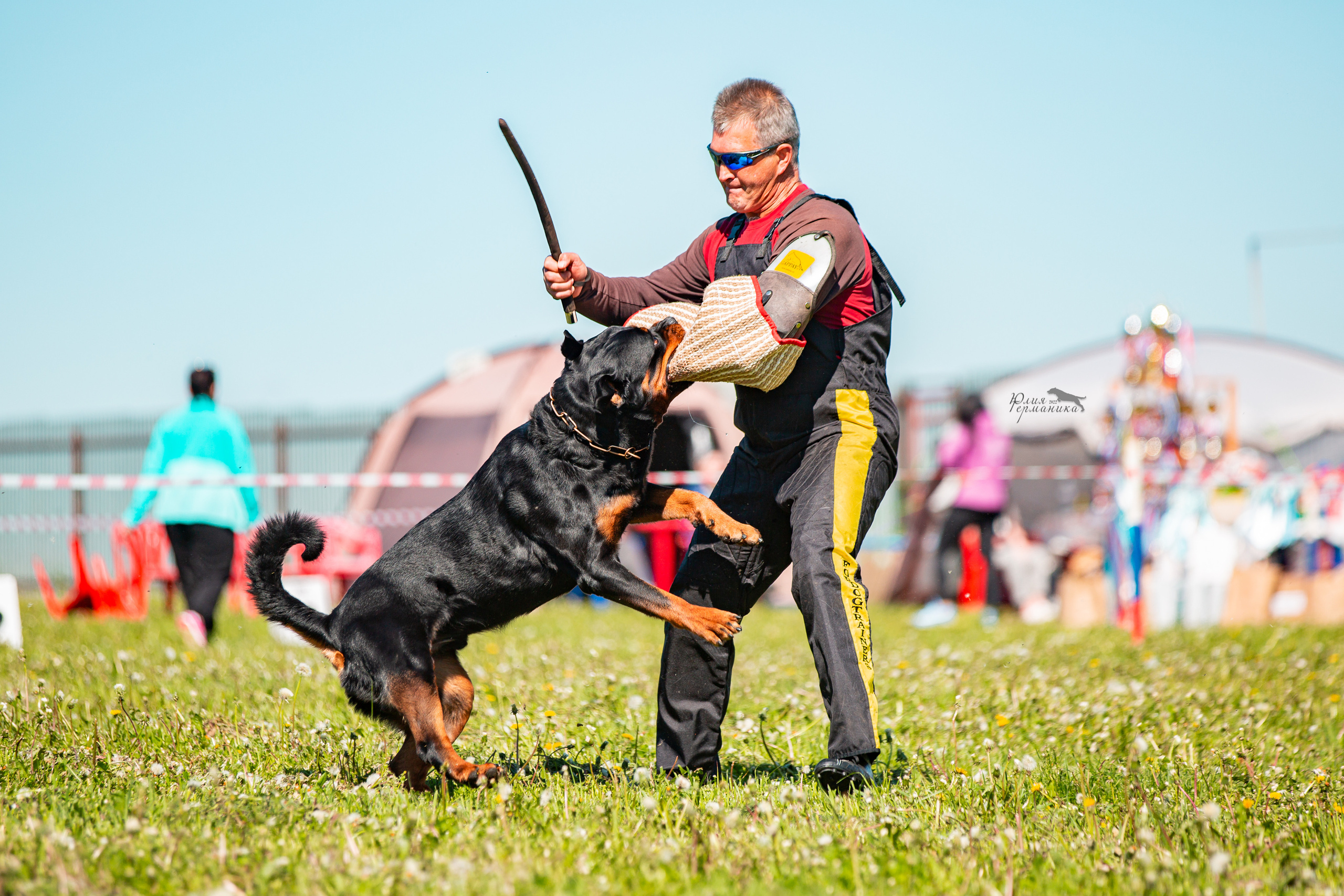 Нижний Новгород моно ротвейлеров 4 июня 2022. Фотограф-анималист Юлия Германика