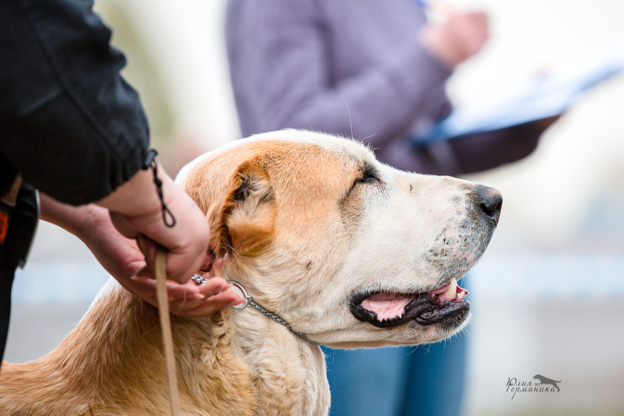 Александров 2хСАС 8 мая 2022. Фотограф-анималист Юлия Германика