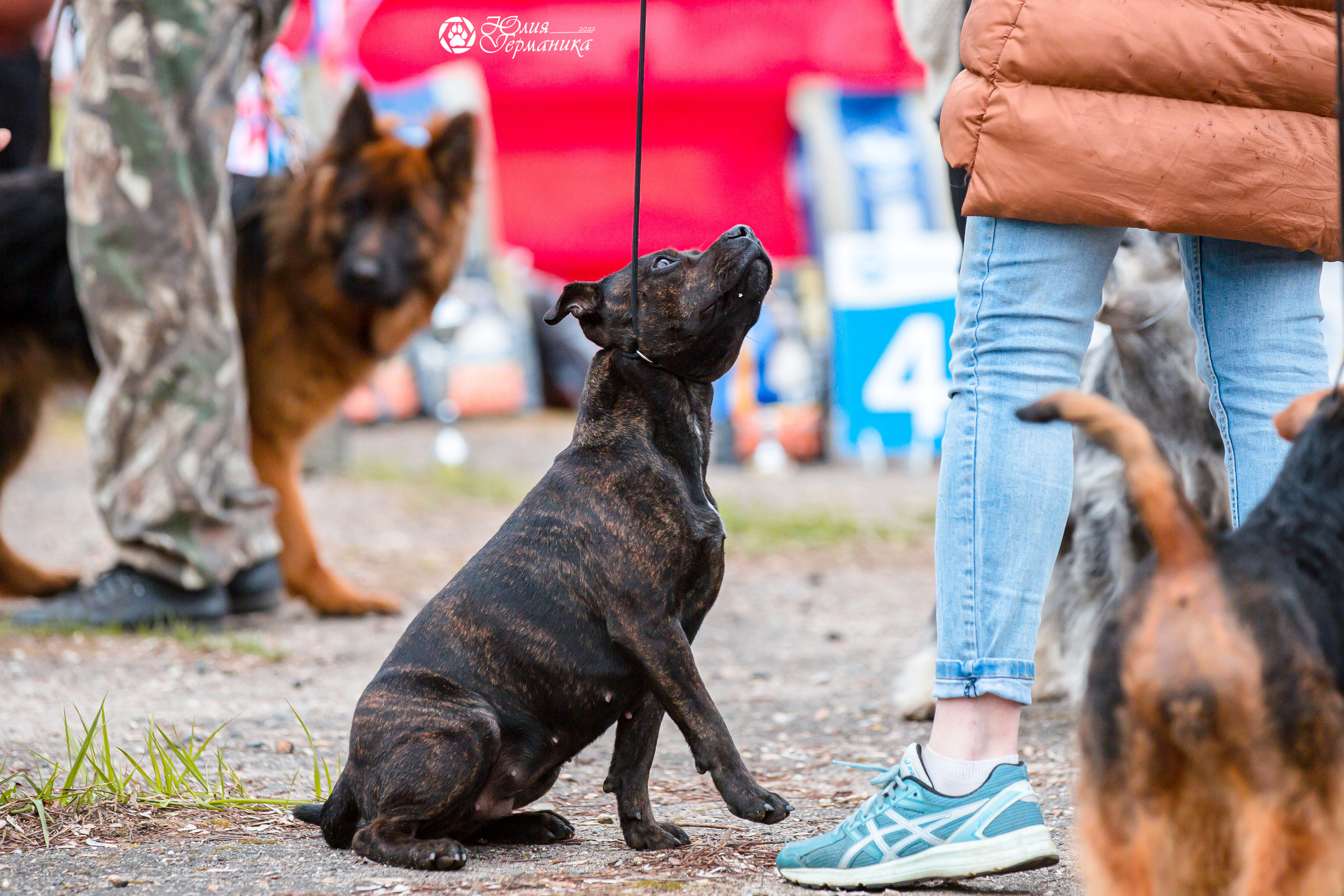 Александров 2хСАС 8 мая 2022. Фотограф-анималист Юлия Германика