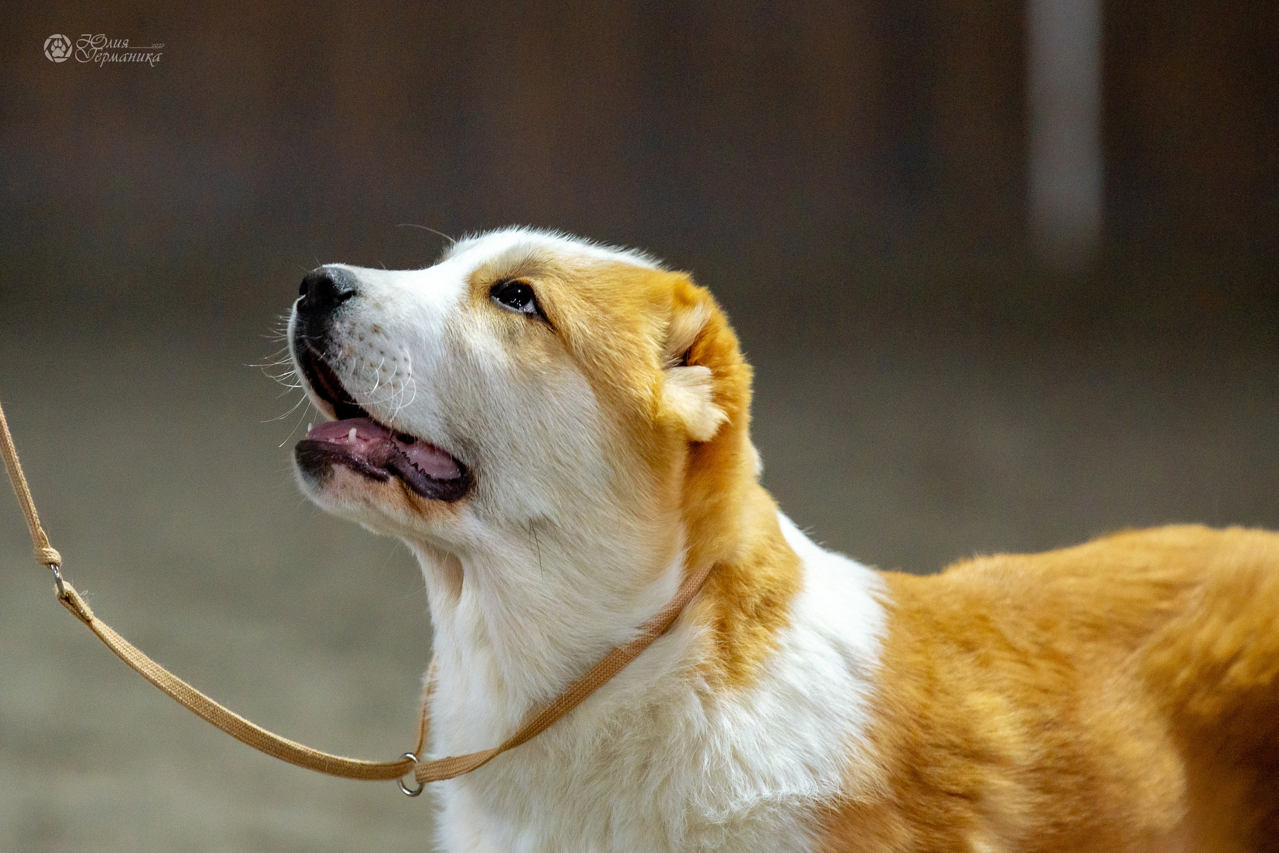 Националка САО+КЧК 24 апреля 2022. Фотограф-анималист Юлия Германика