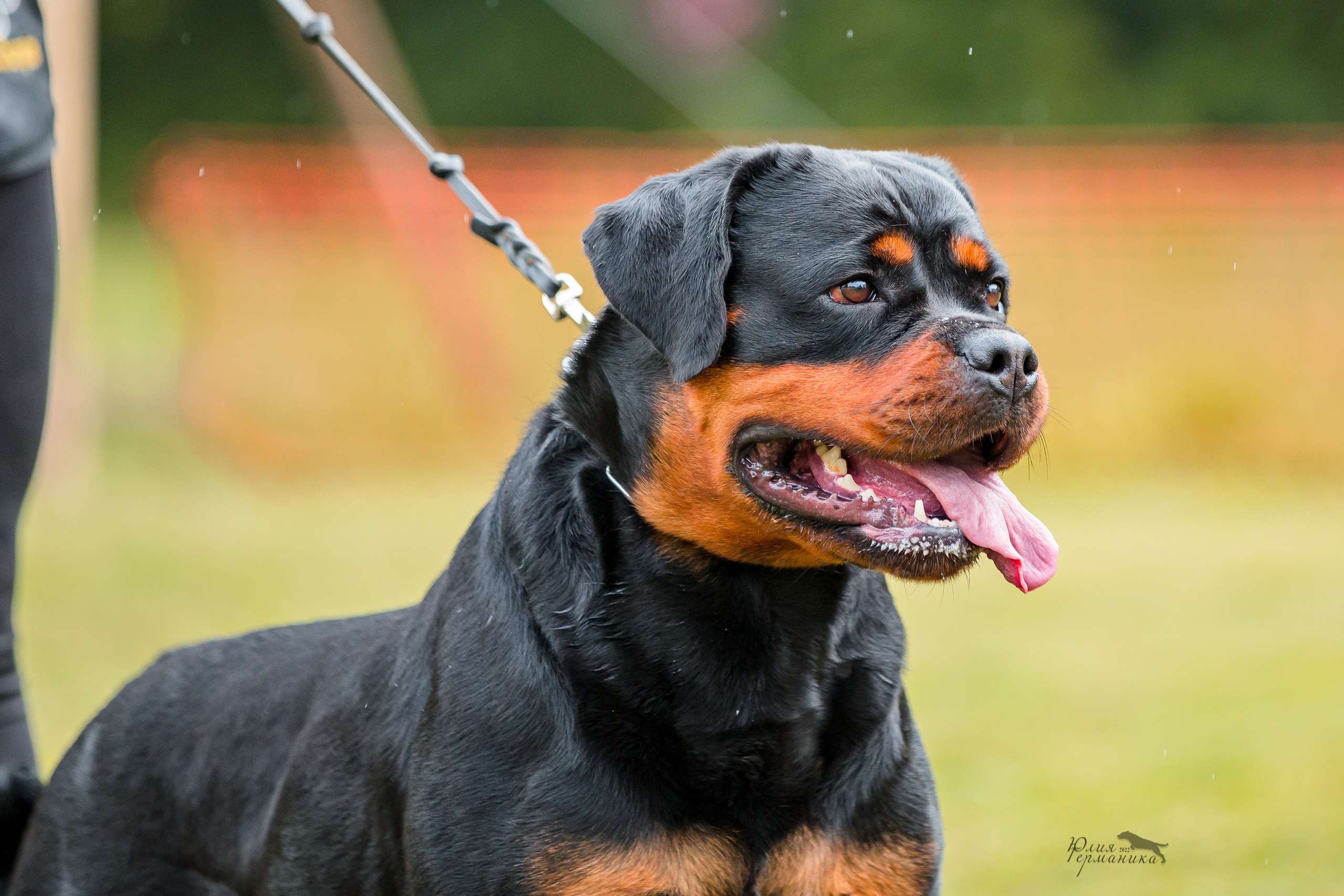 Санкт-Петербург моно ротвейлеров 23.07.2022. Фотограф-анималист Юлия Германика