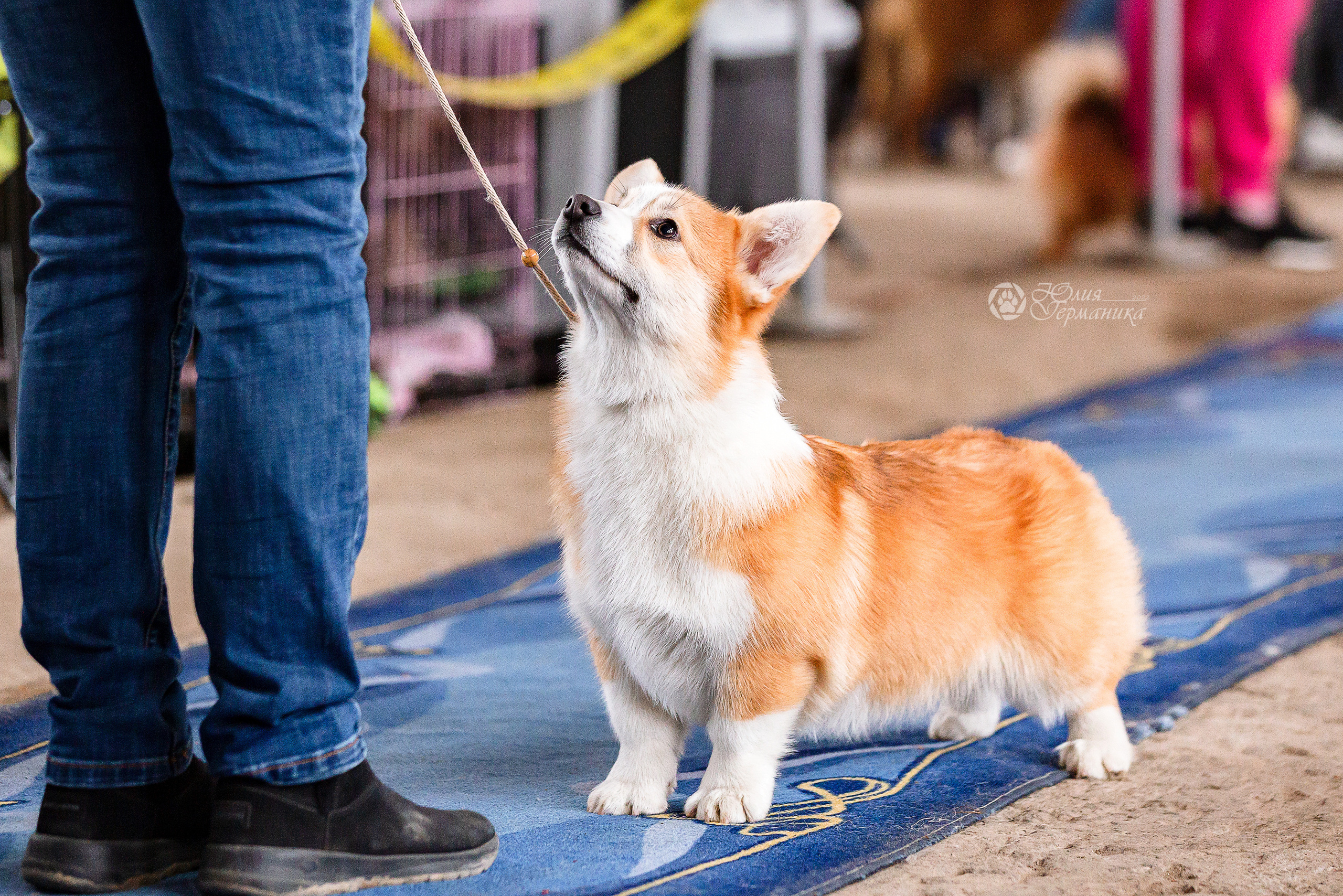 Сергиев Посад 23.04.2022. Фотограф-анималист Юлия Германика