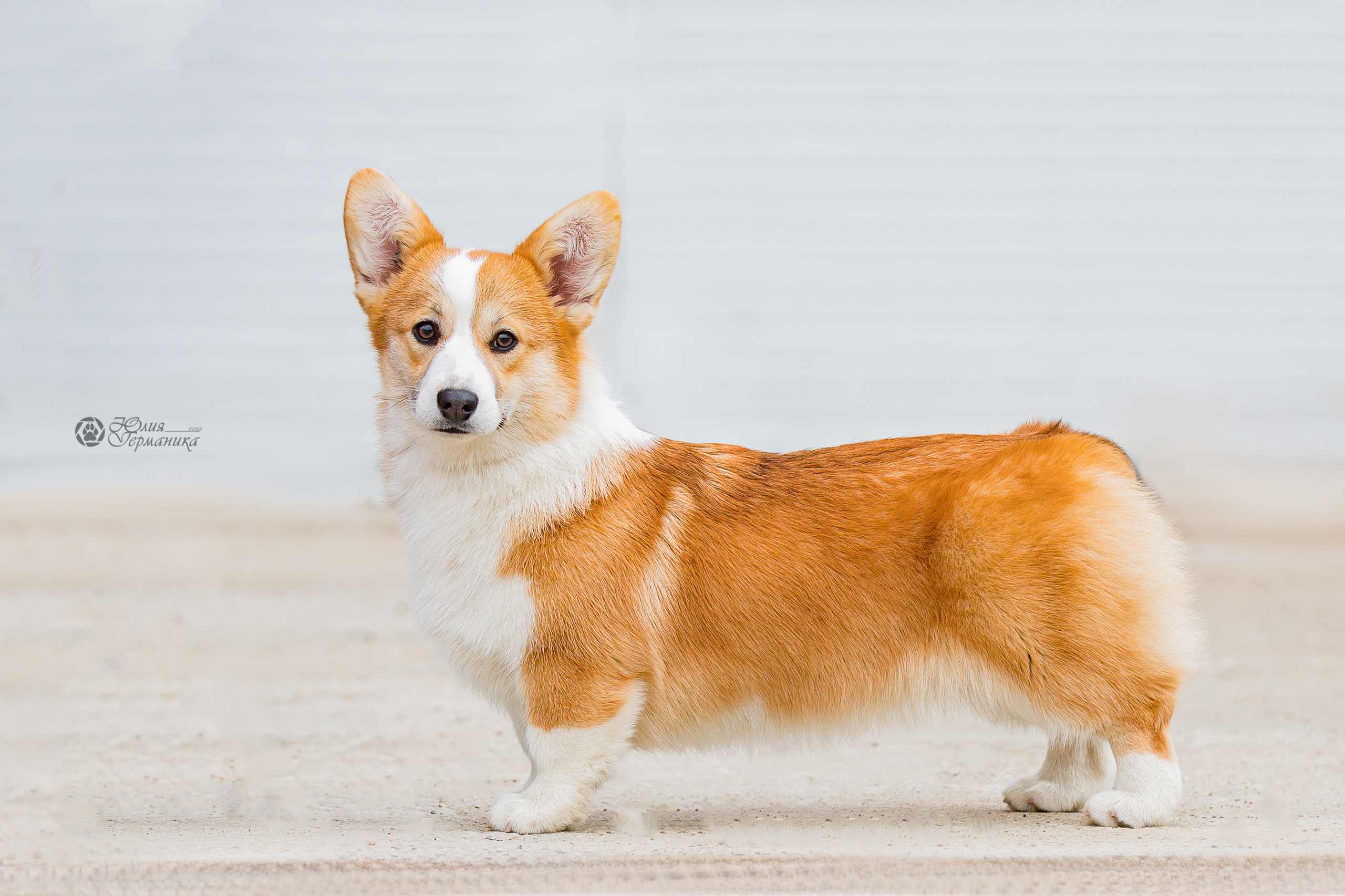 Сергиев Посад 23.04.2022. Фотограф-анималист Юлия Германика