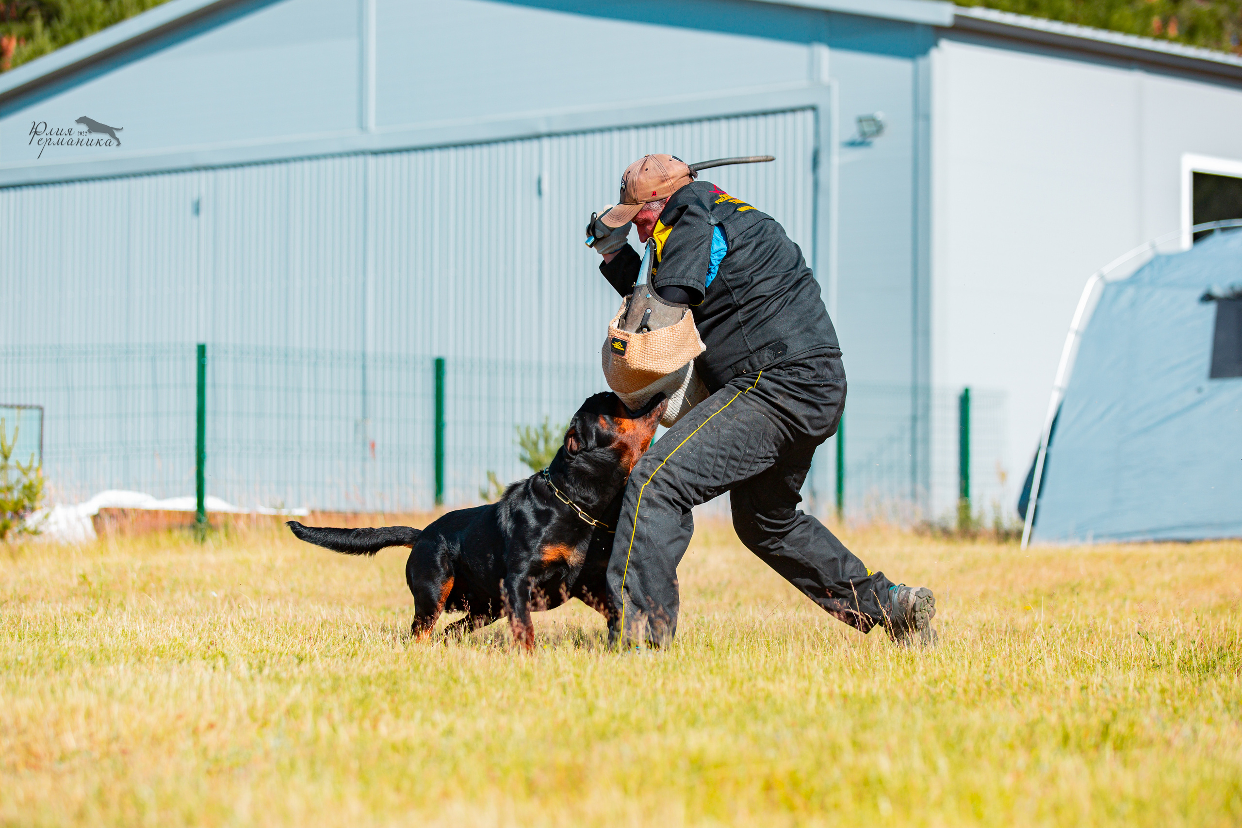 Тверь моно ротвейлеров 2-3.07.2022. Фотограф-анималист Юлия Германика
