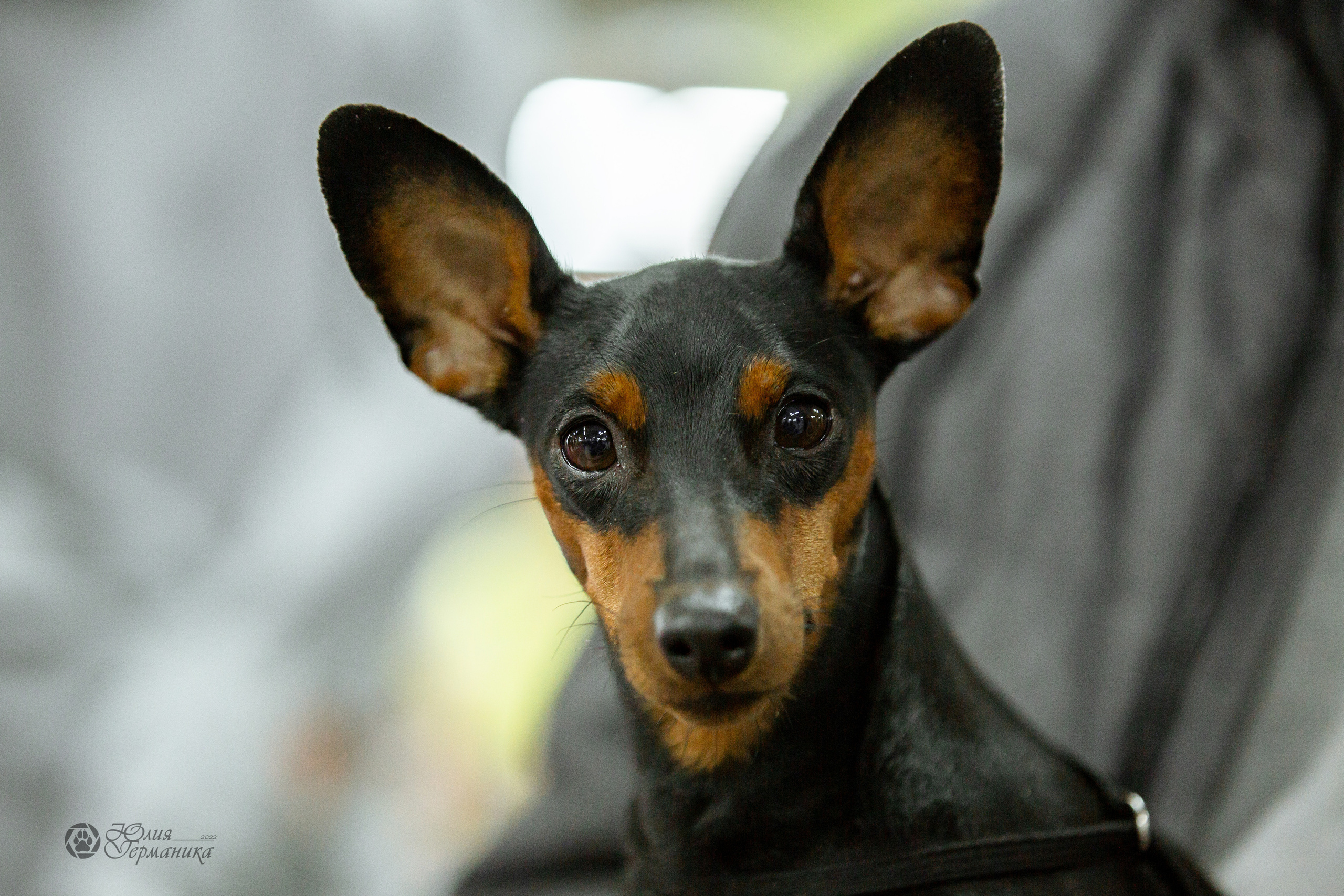 Чайна-Таун 16-17 апреля 2022. Фотограф-анималист Юлия Германика