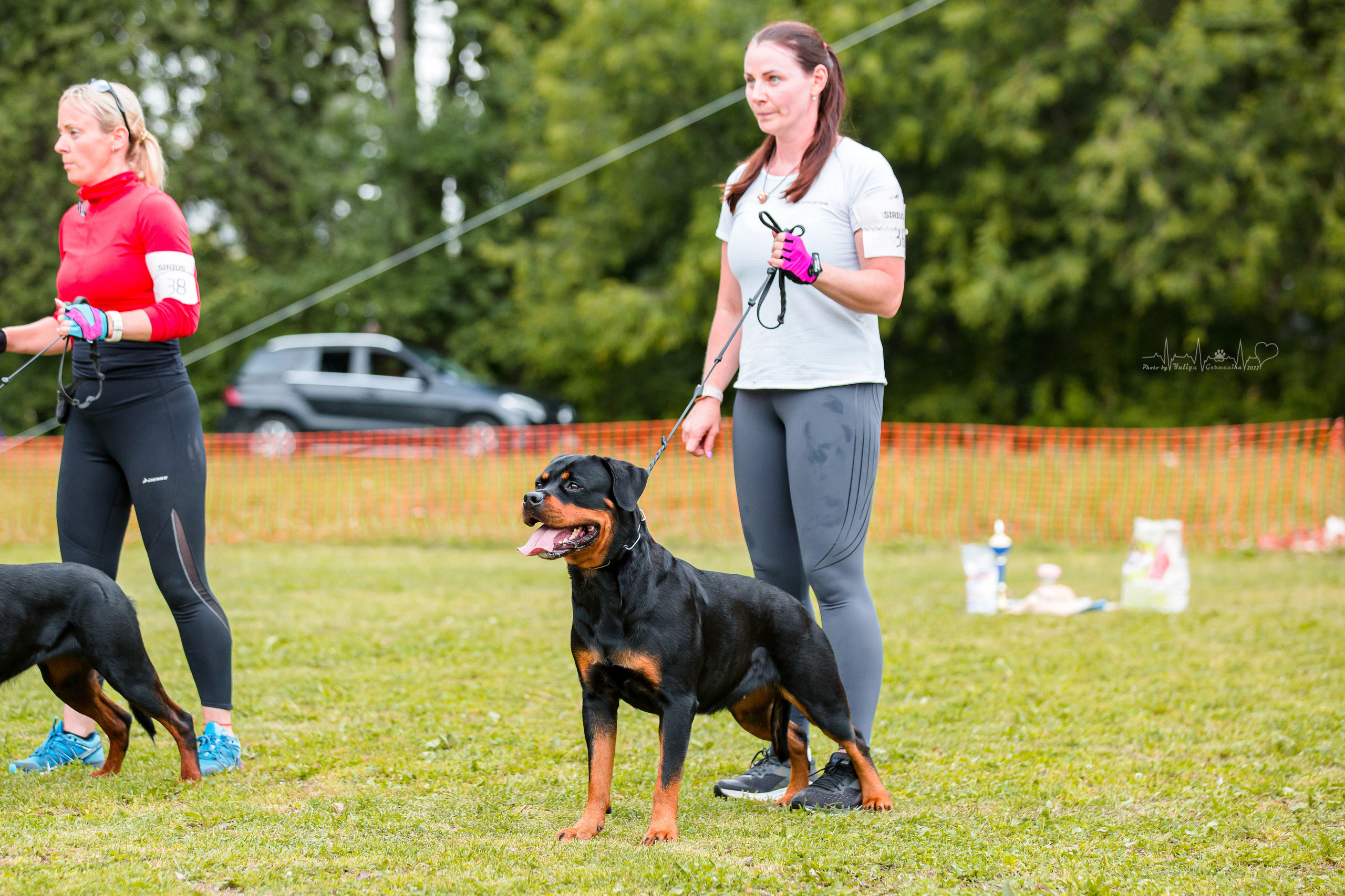 Санкт-Петербург моно ротвейлеров 23.07.2022. Фотограф-анималист Юлия Германика