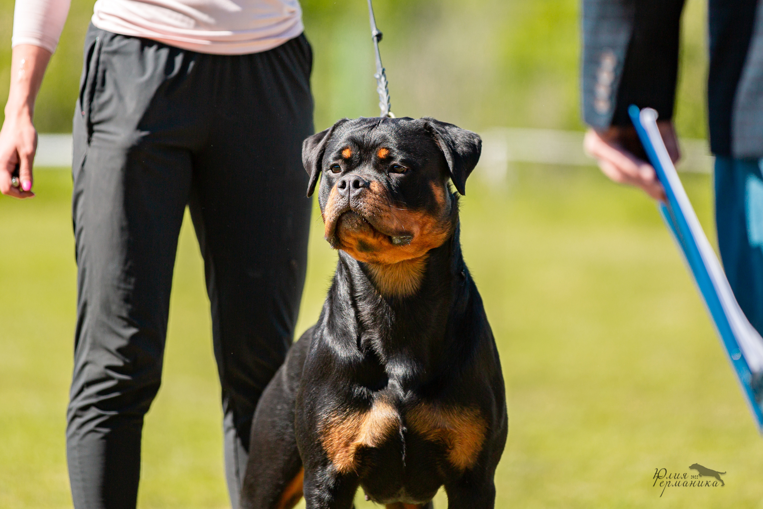 Воронеж моно ротвейлеров 28-29 мая 2022. Фотограф-анималист Юлия Германика