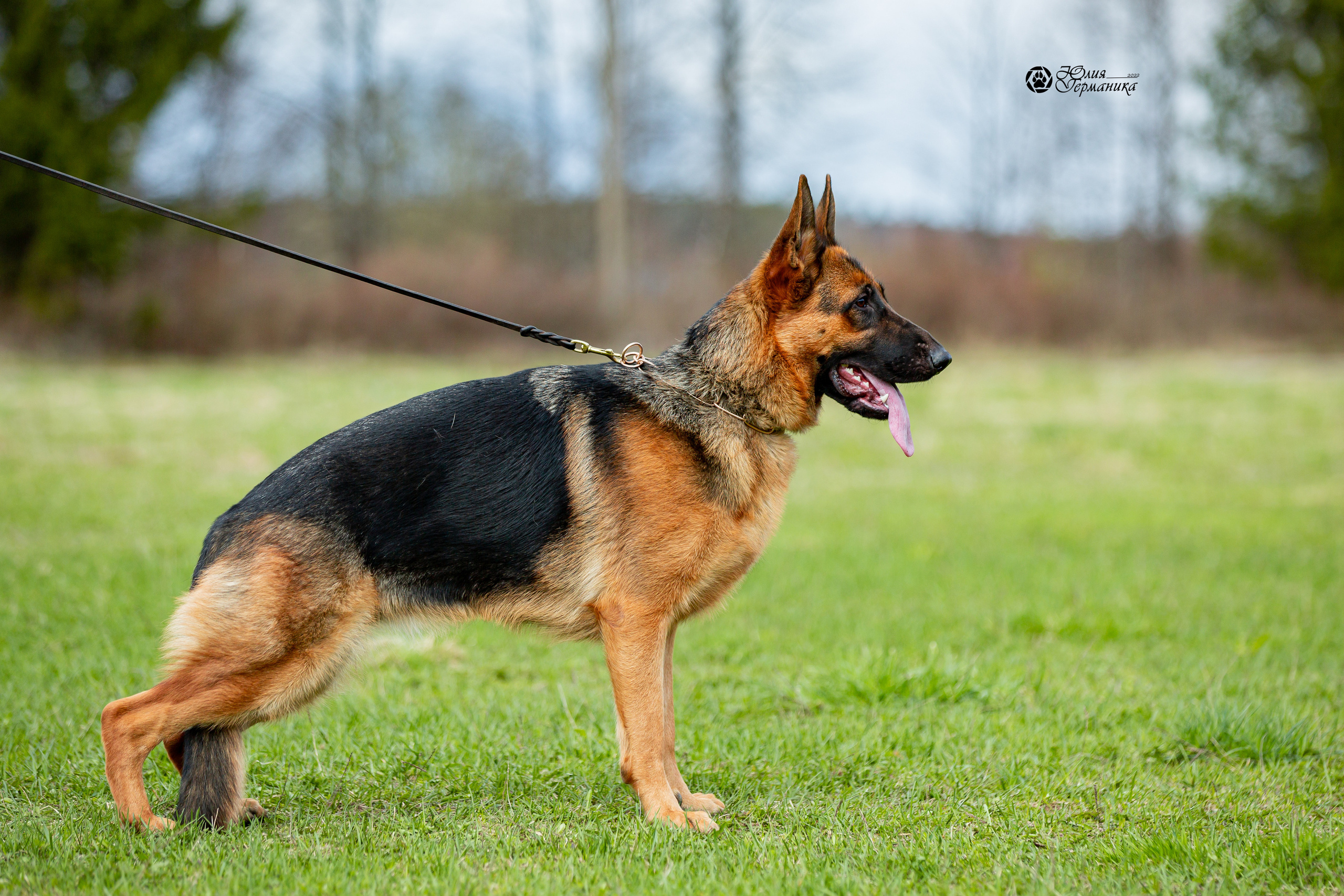 Свободная съемка. Фотограф-анималист Юлия Германика