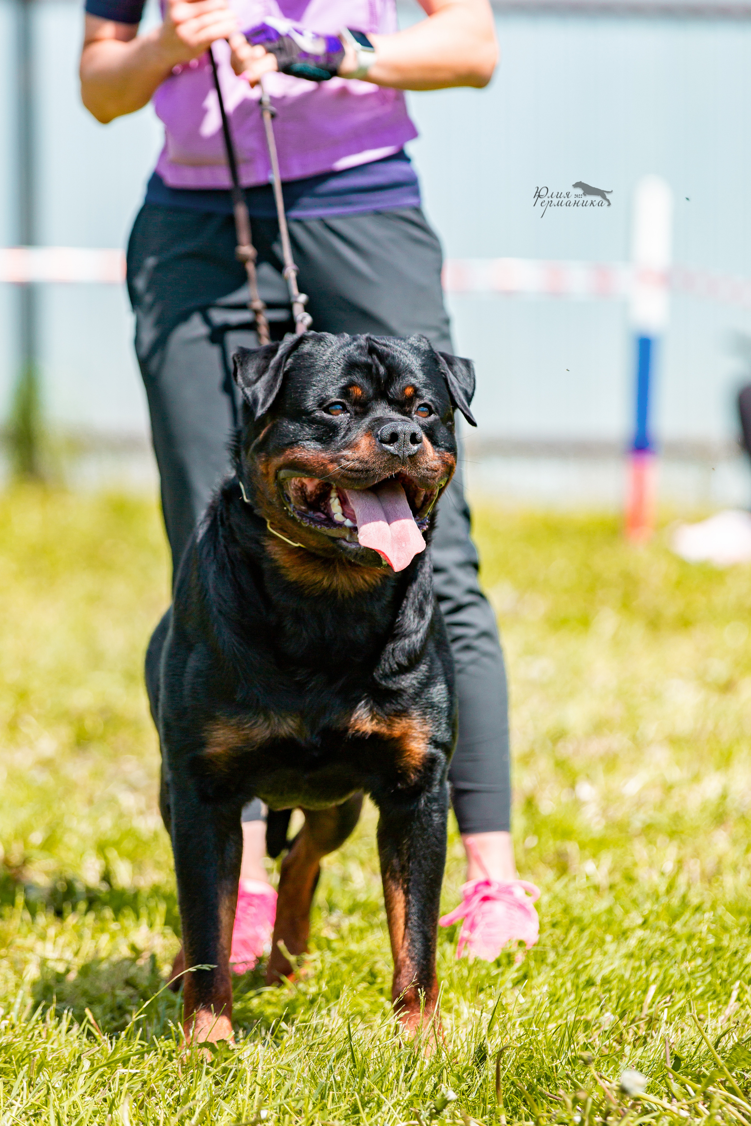 Нижний Новгород моно ротвейлеров 4 июня 2022. Фотограф-анималист Юлия Германика